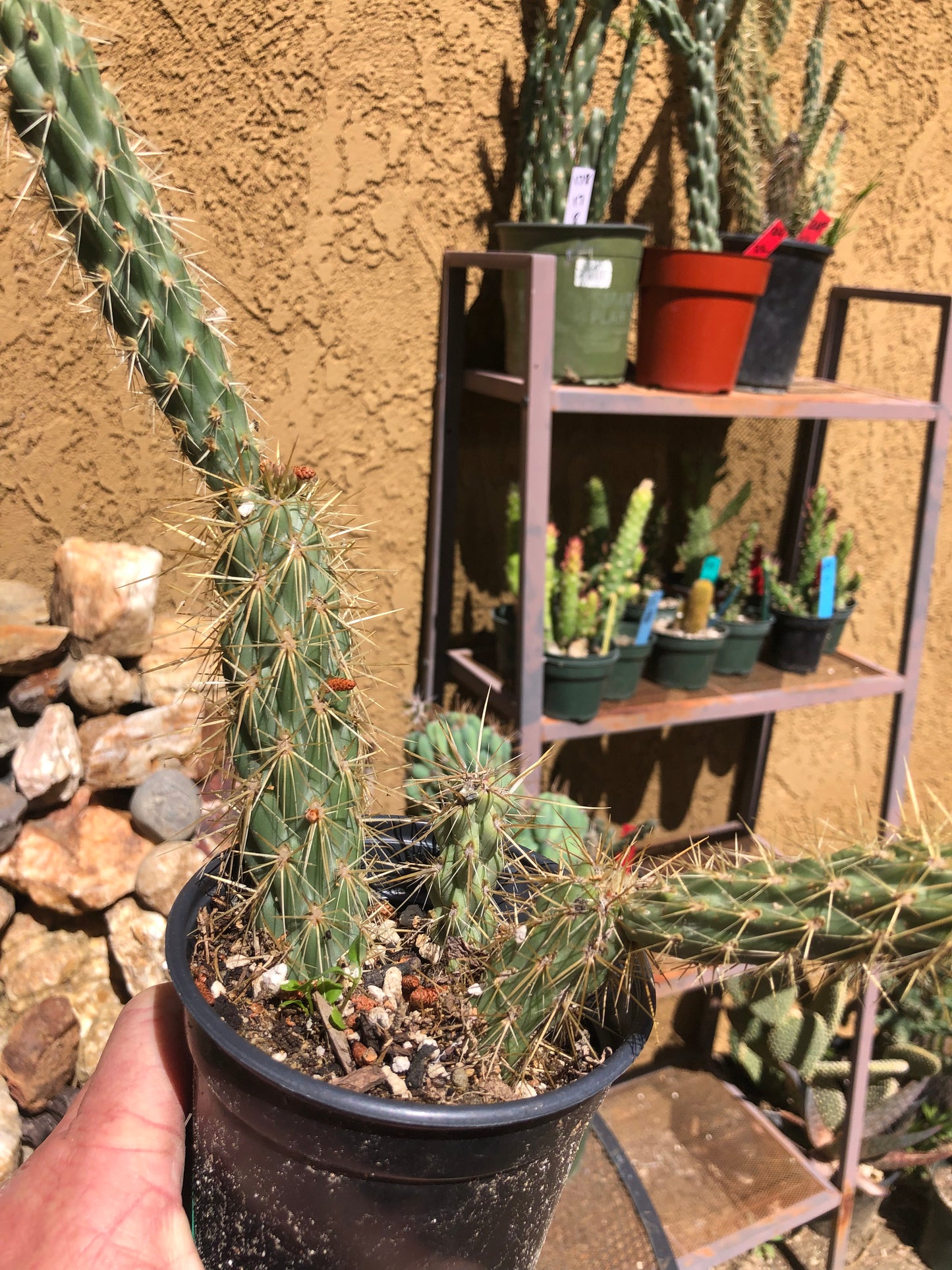 Cholla Cylindropuntia Imbricata Buckhorn 9”Tall #99G
