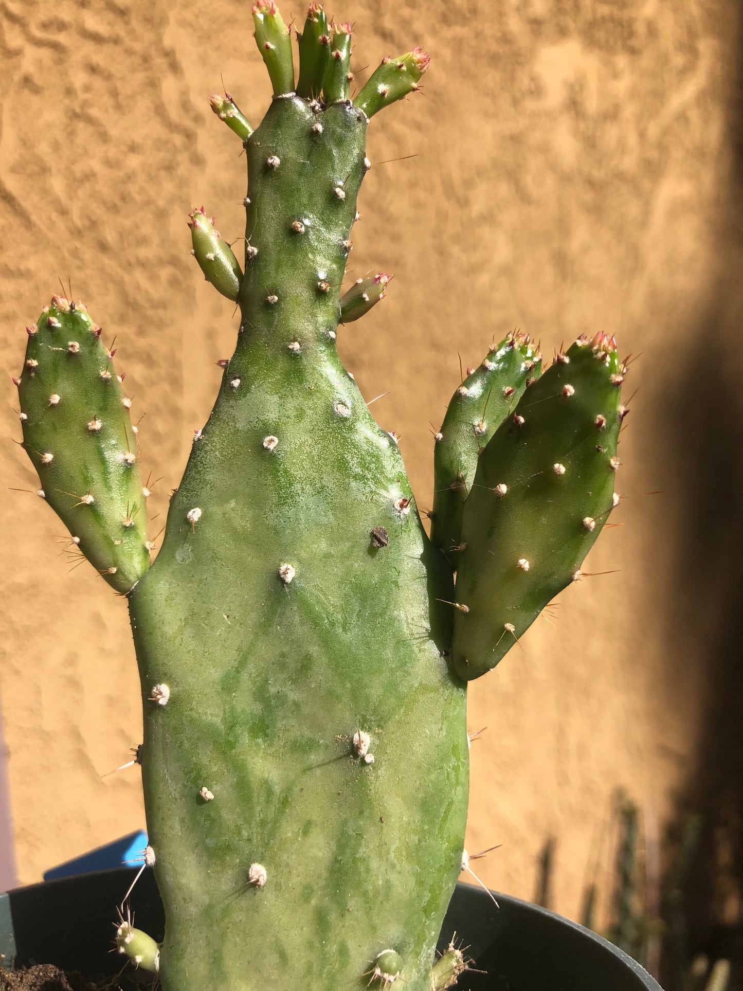 Opuntia monacantha  "Joseph's Coat" Cactus 5.5"Tall #50B