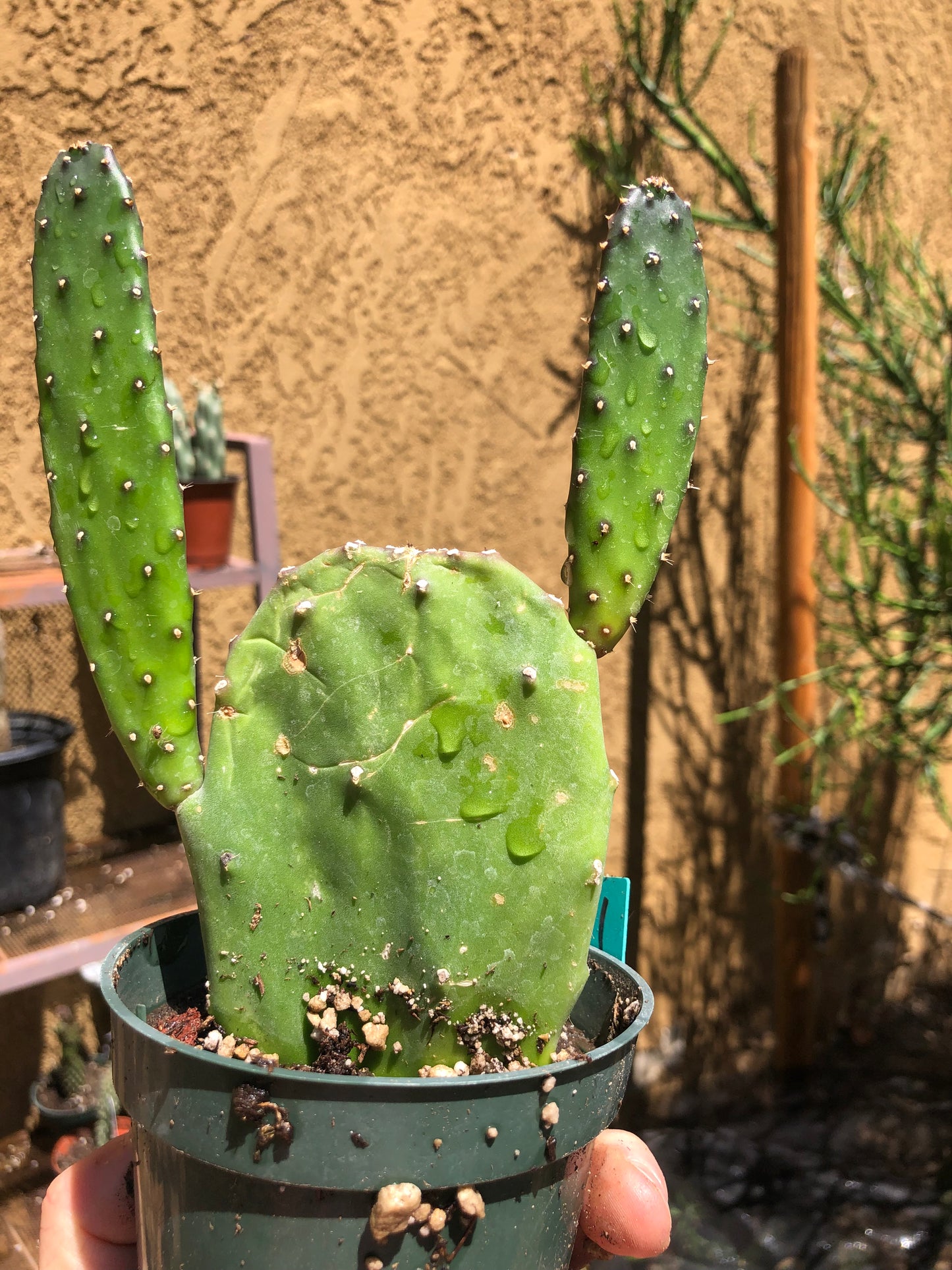 Opuntia Emerald wave Cactus 7”Tall #71G