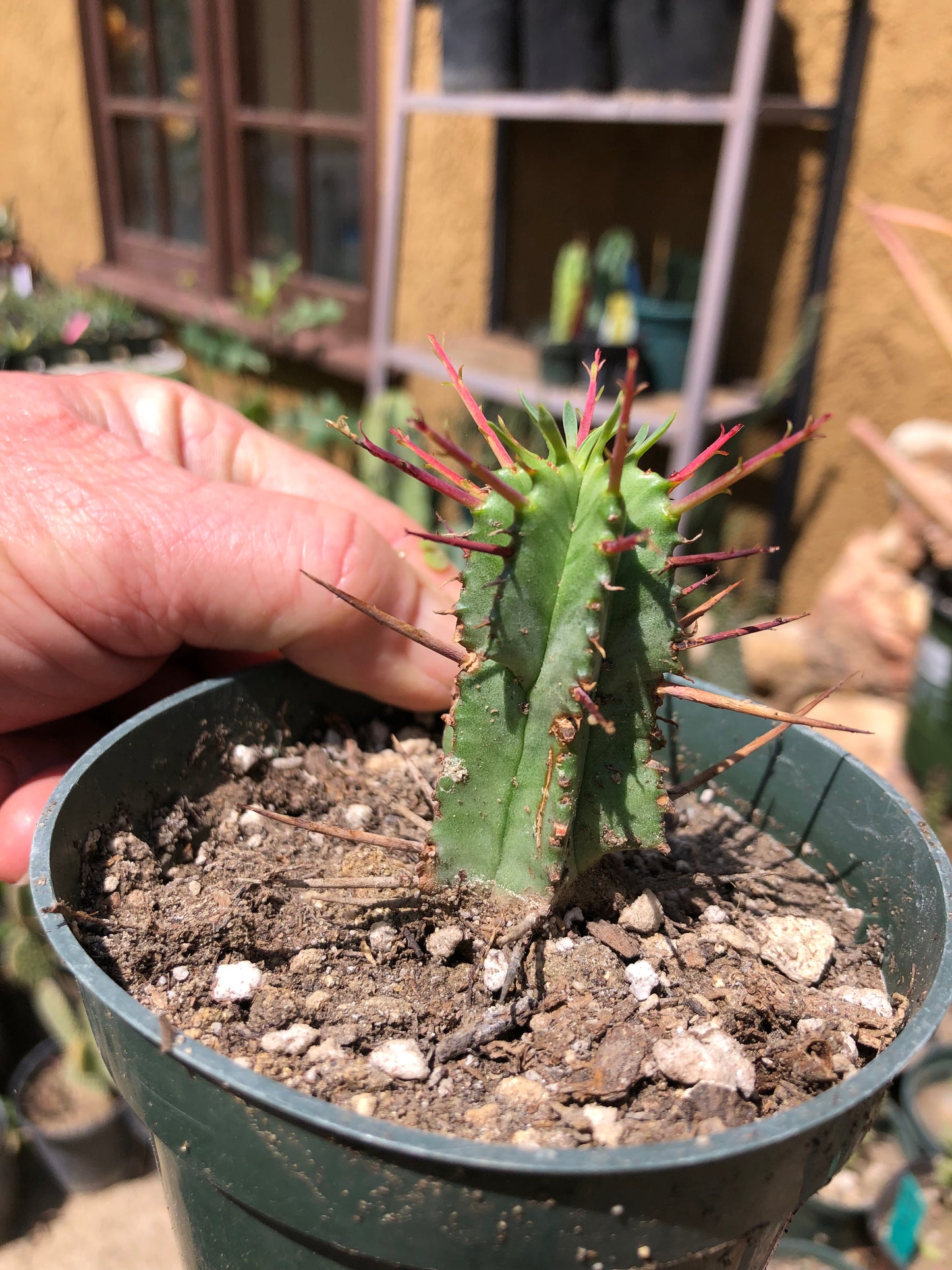 Euphorbia Horrida Noorsveldensis 2.5" Tall #25P