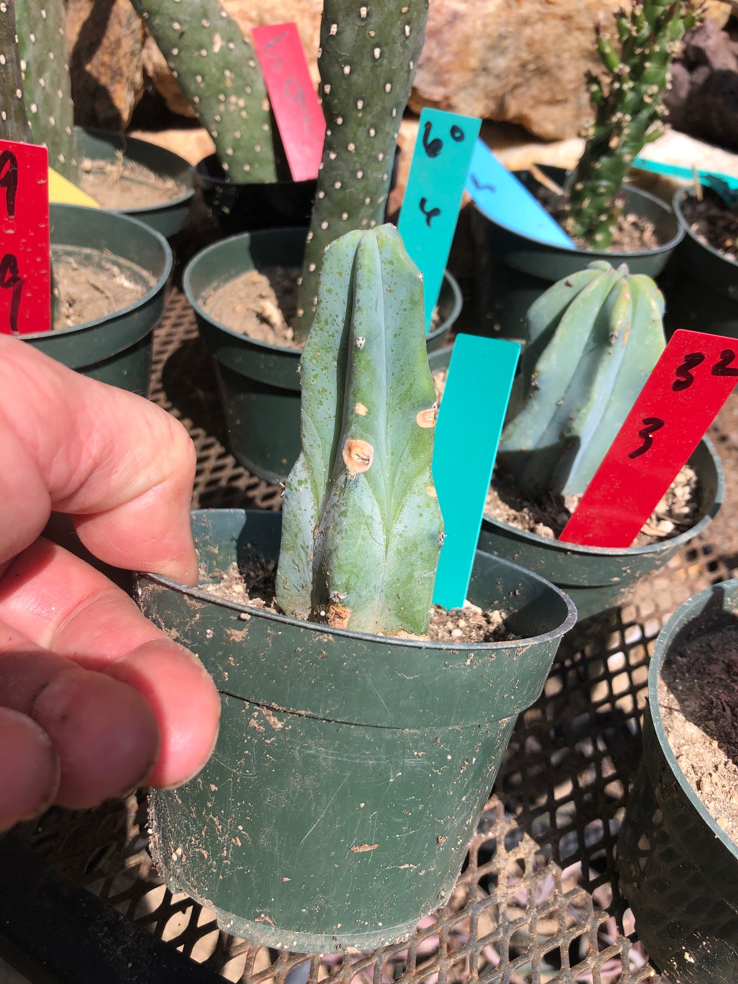 Myrtillocactus geometrizans Blue Myrtle Cactus 4"Tall #60G