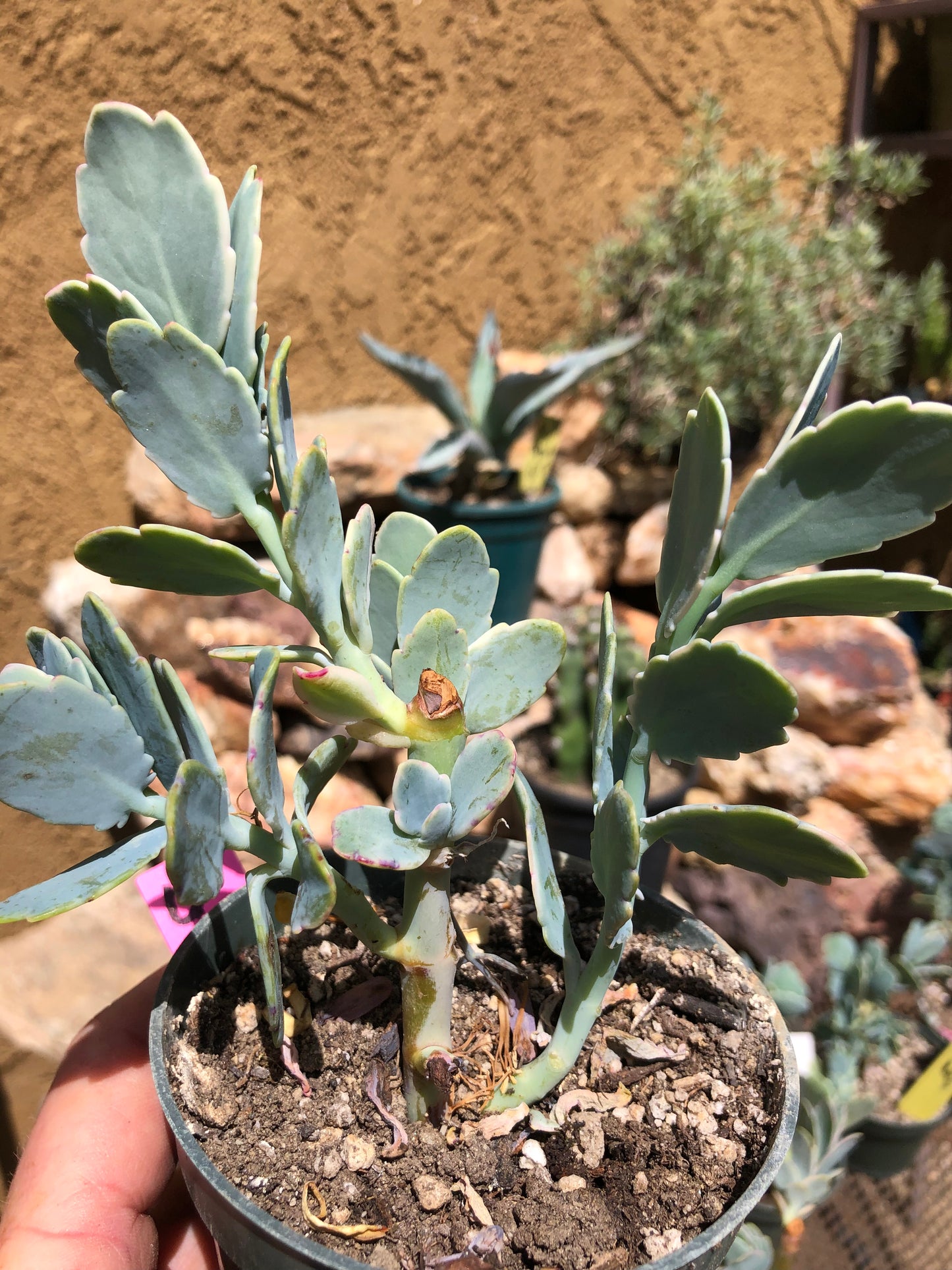 Kalanchoe fedtschenkoi variegata Succulent 6" Tall #60P