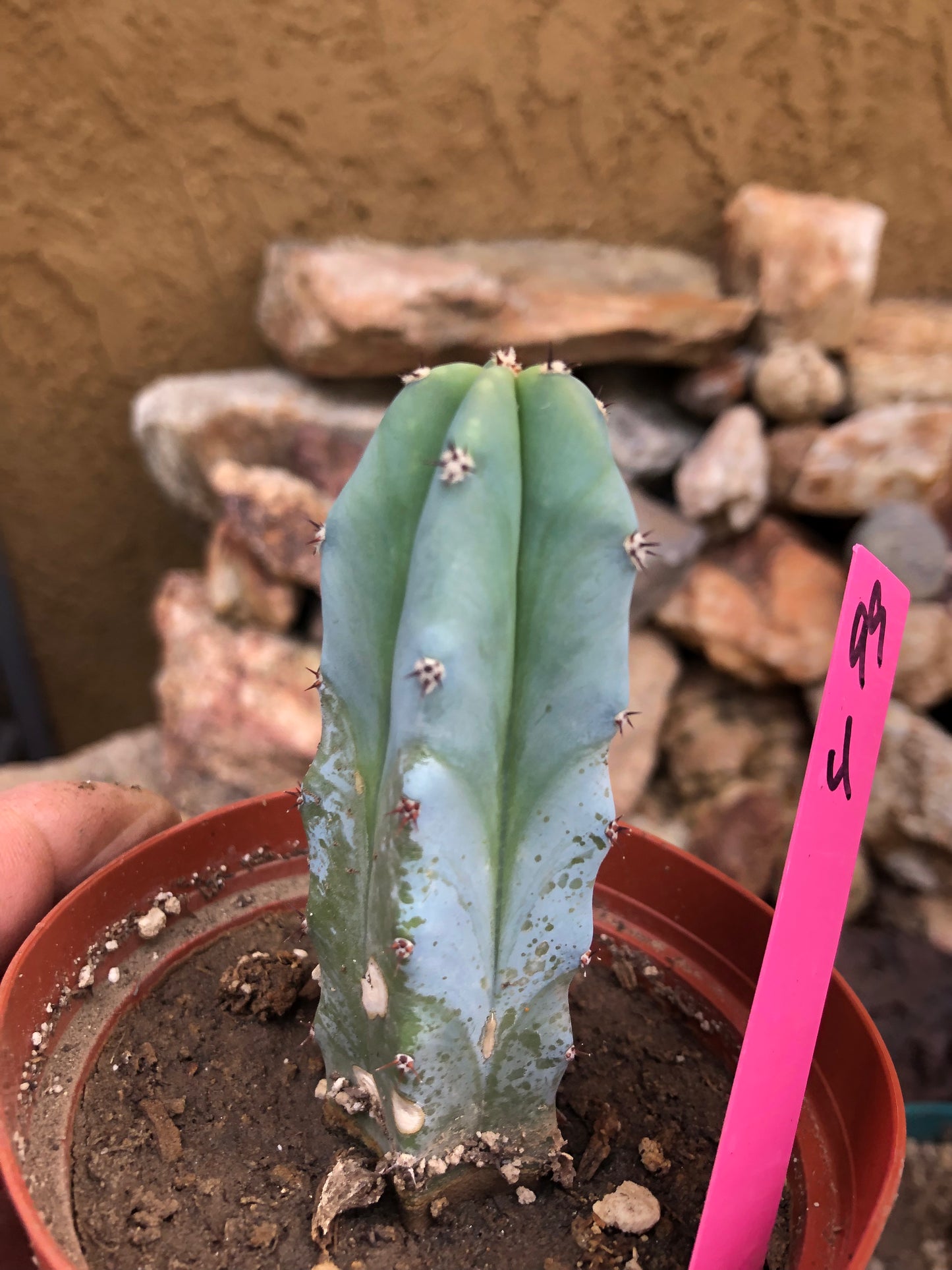 Myrtillocactus geometrizans Blue Myrtle Cactus 4"Tall #99P