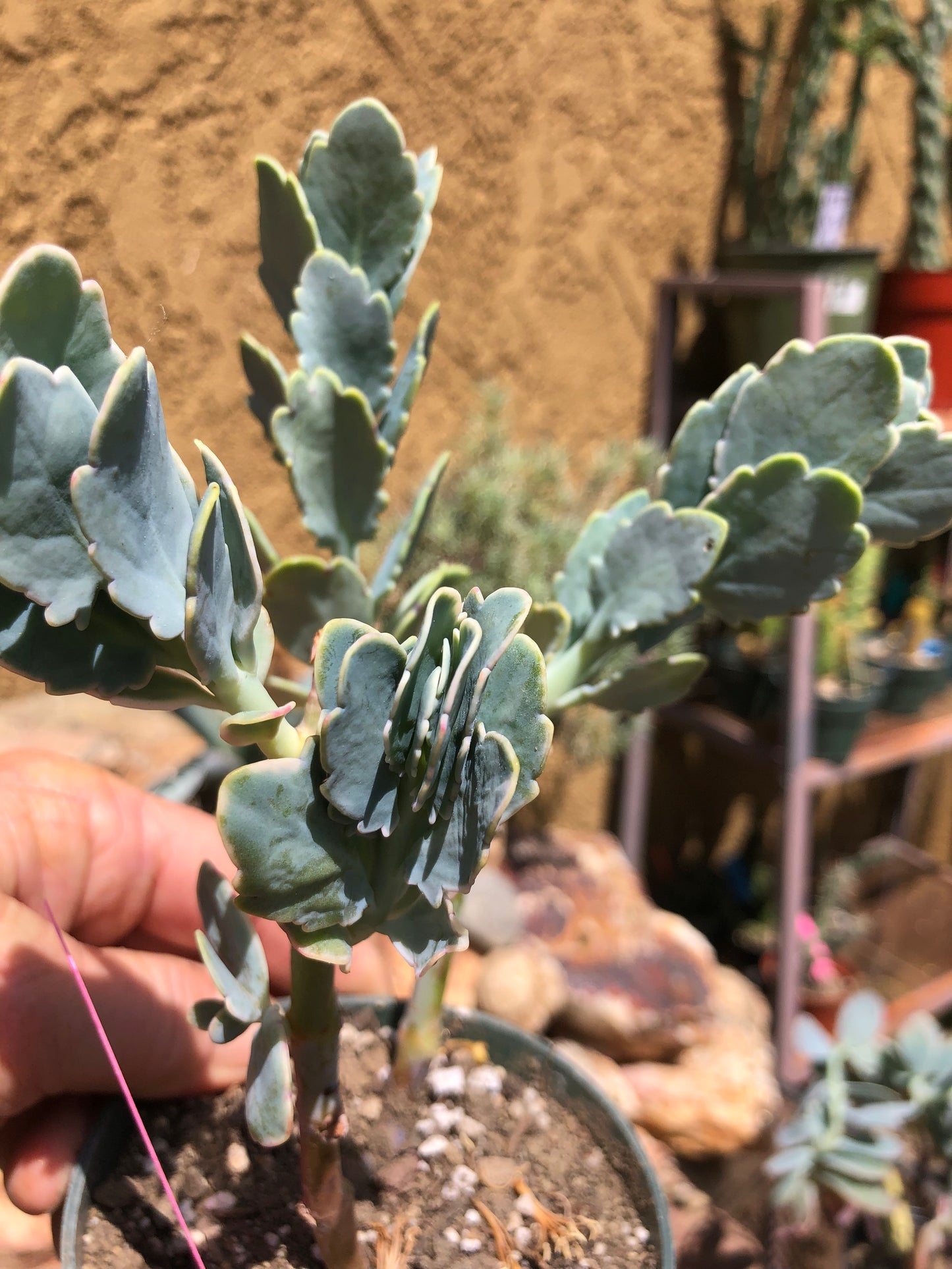 Kalanchoe fedtschenkoi variegata Succulent 7" Tall #7P