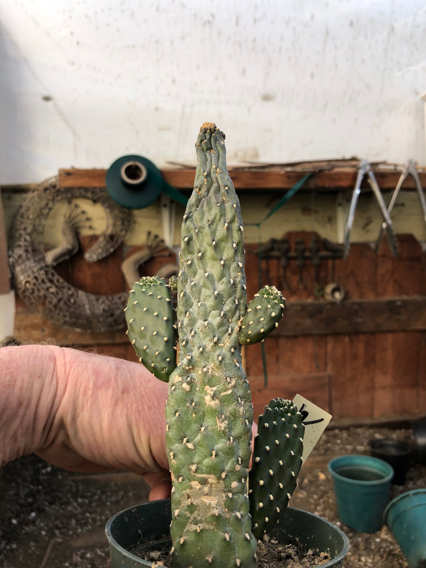 Opuntia Consolea rubescens Road Kill Cactus 8"Tall #80Y