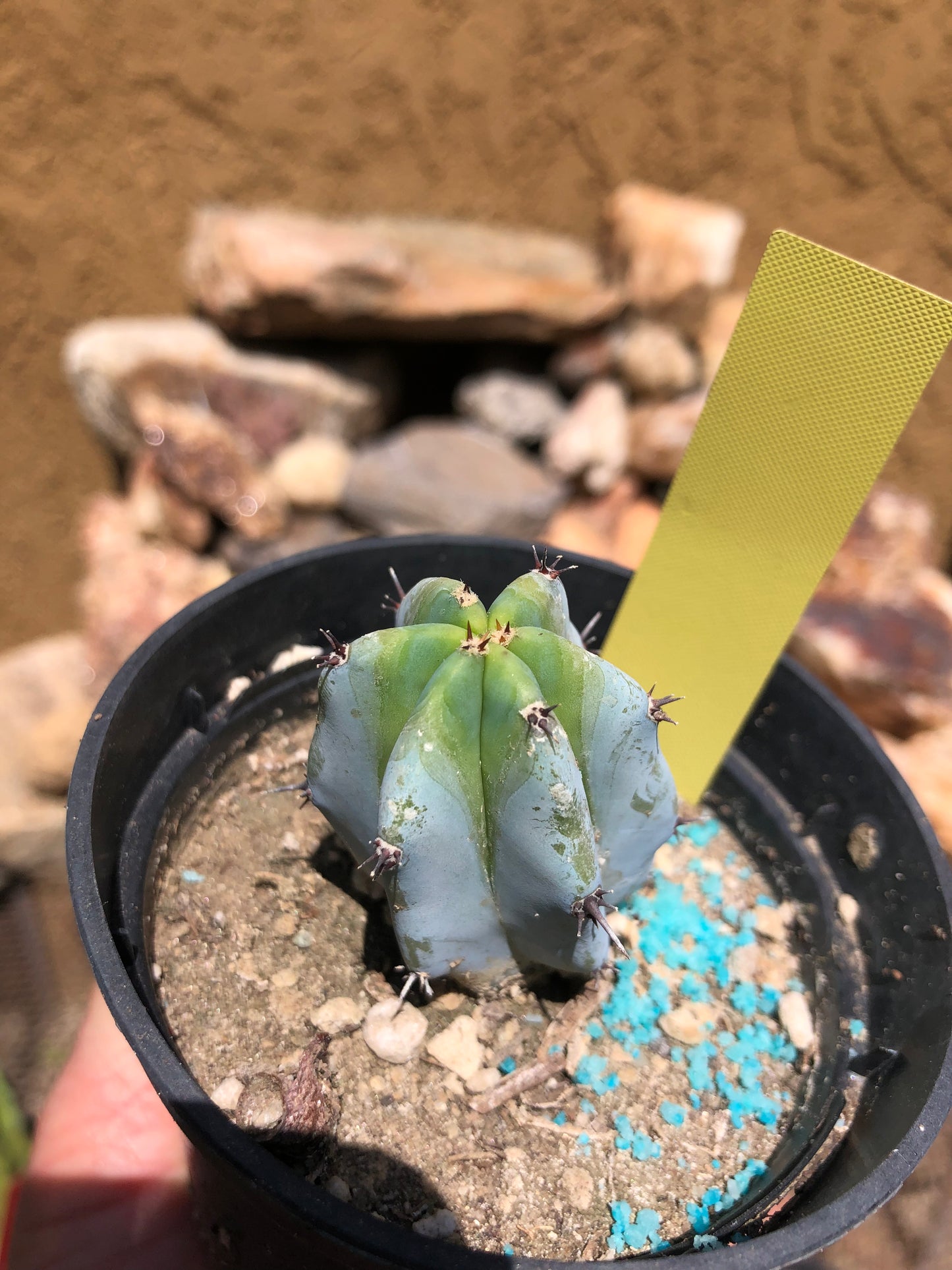 Myrtillocactus geometrizans Blue Myrtle Cactus 2"Tall #205Y