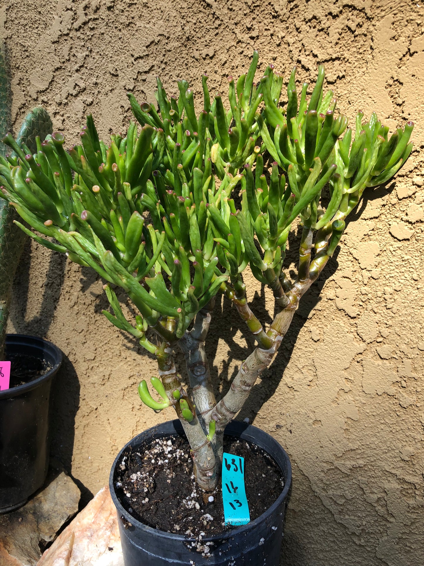 Crassula Gollum Jade Succulent Bonsai Style Living Plant 16”Tall #631G
