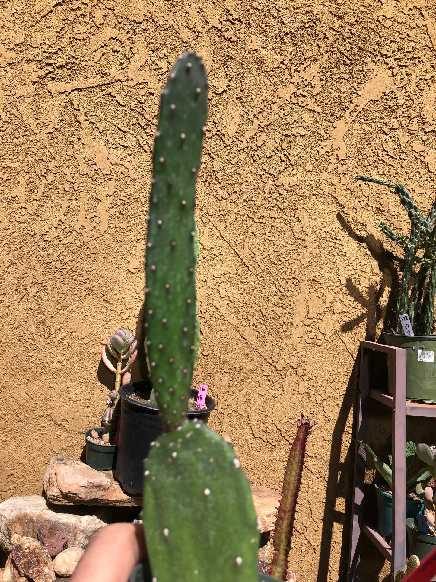 Opuntia canterae elata Cactus Ground crawler 10"Tall #101R