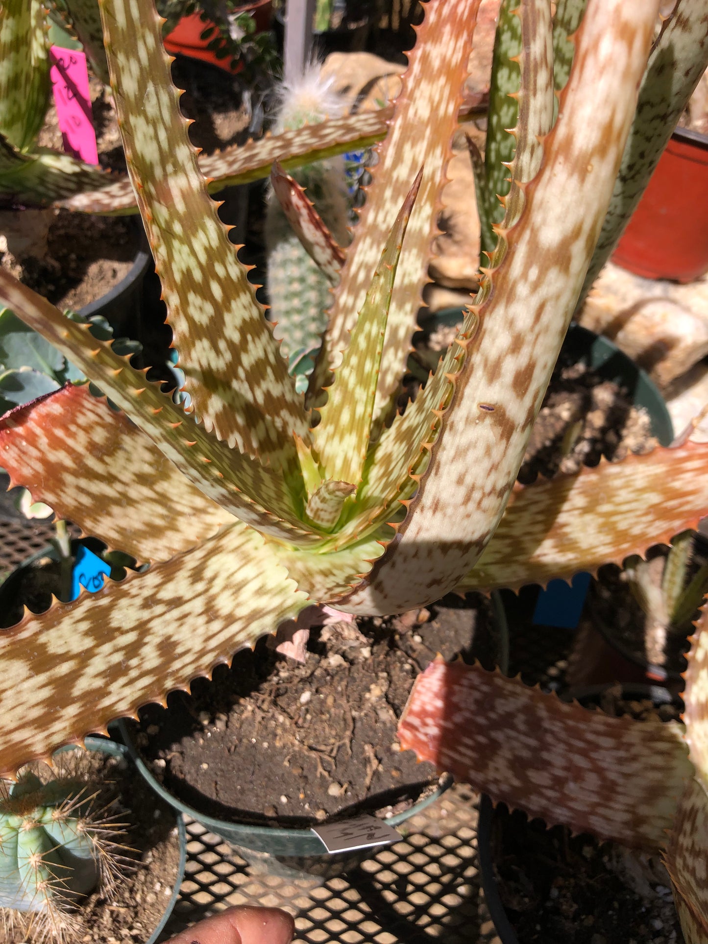 Aloe~ Tiger Stripe Aloe Hybrid 11" Tall #112W