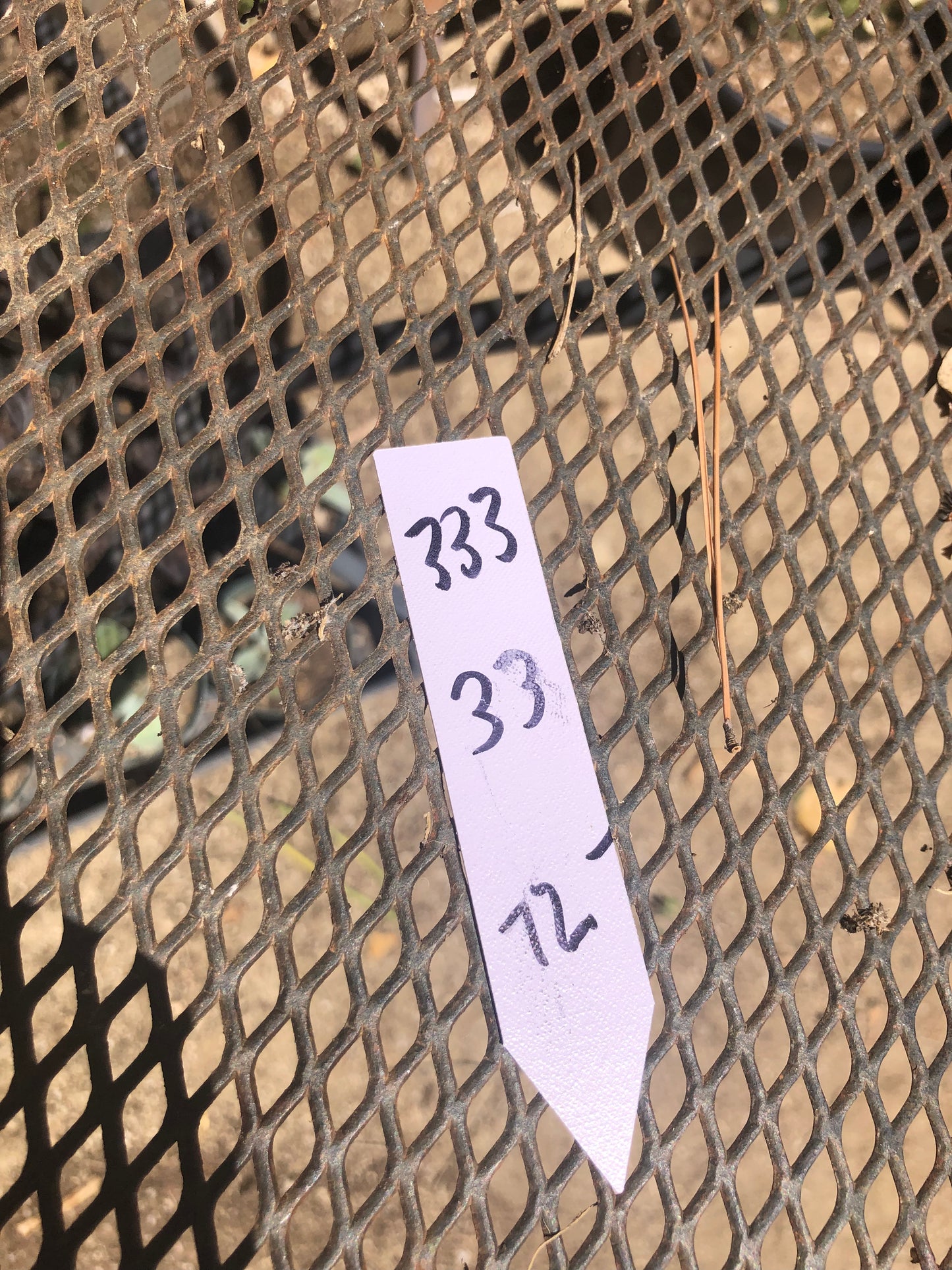 Opuntia engelmannii "Texas Prickly Pear" 33"Tall #333W