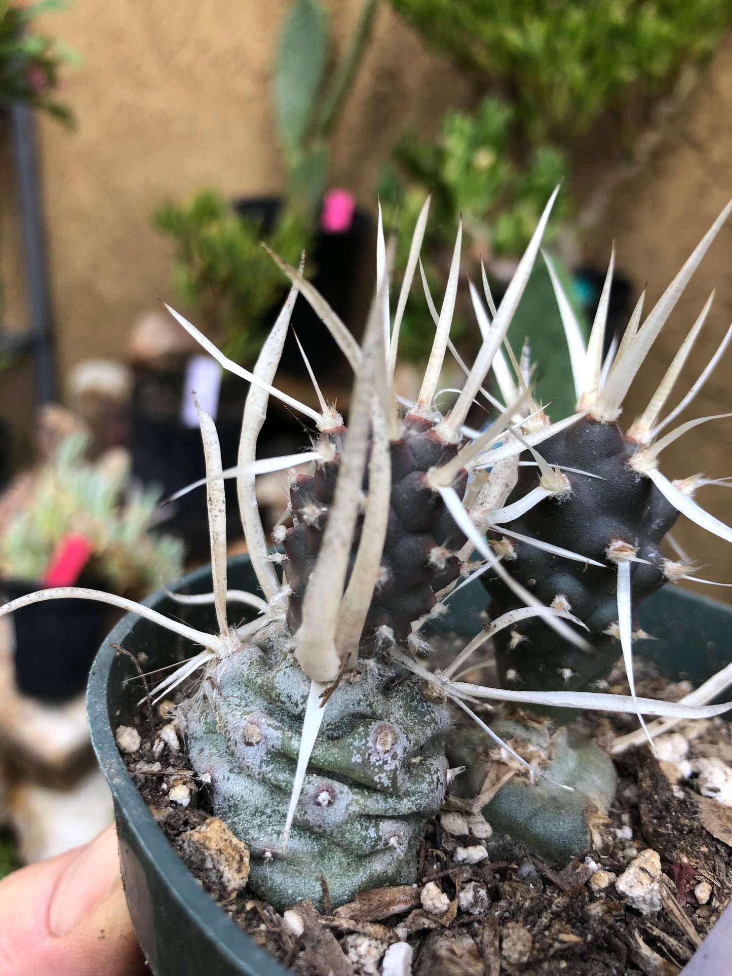 Tephrocactus articulatus papyracanthus Paper 2”Tall #223W