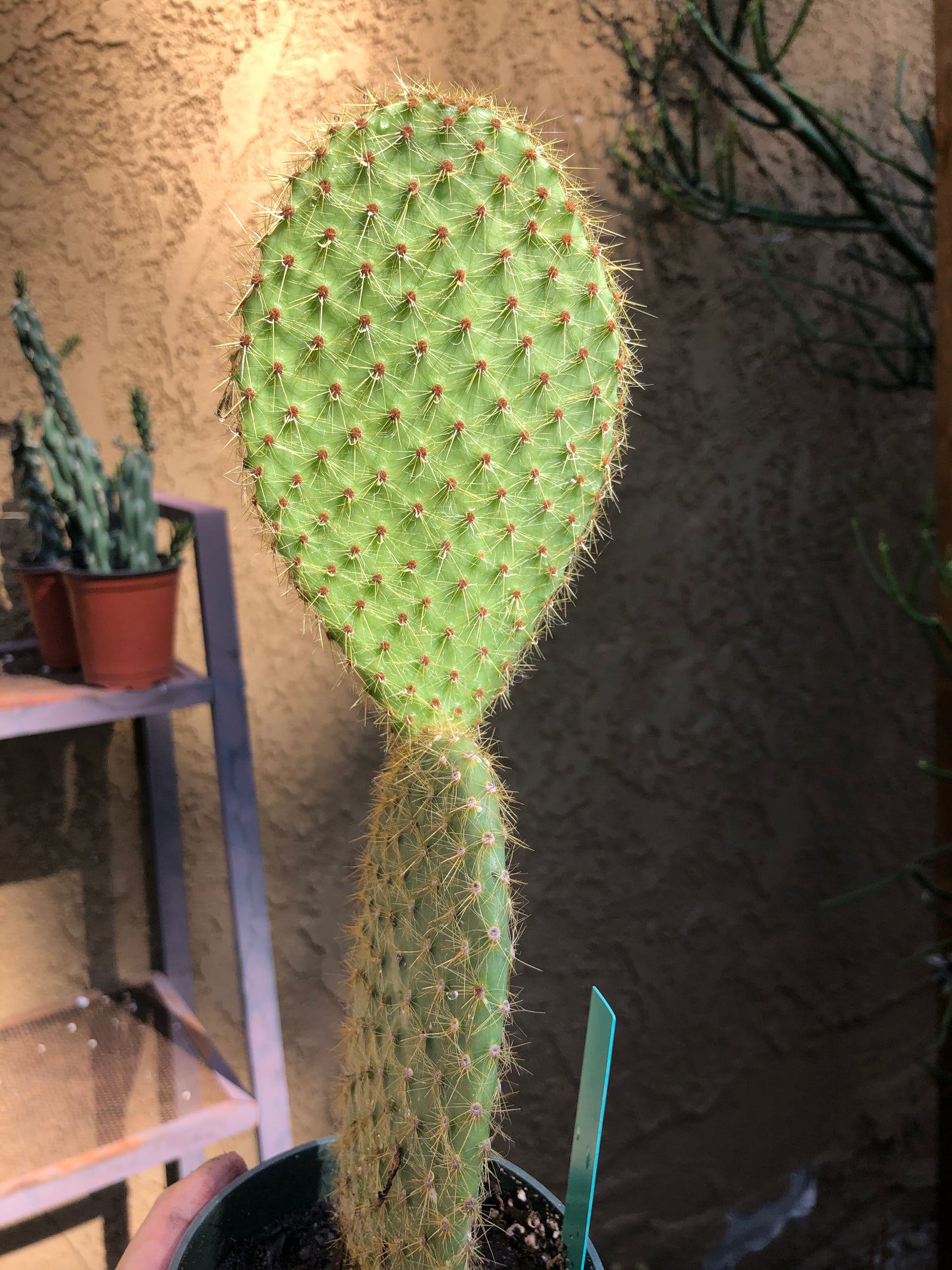 Opuntia Scheerii "Prickly Pear" 6"Tall #6G