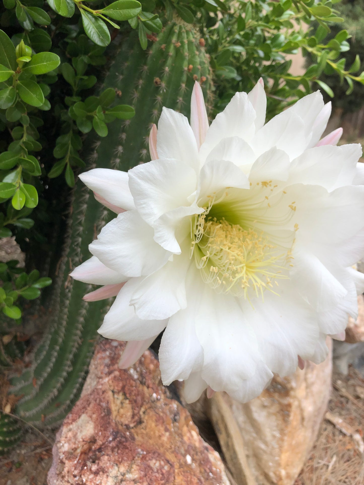 Trichocereus grandiflorus Torch 2” Wide #12G