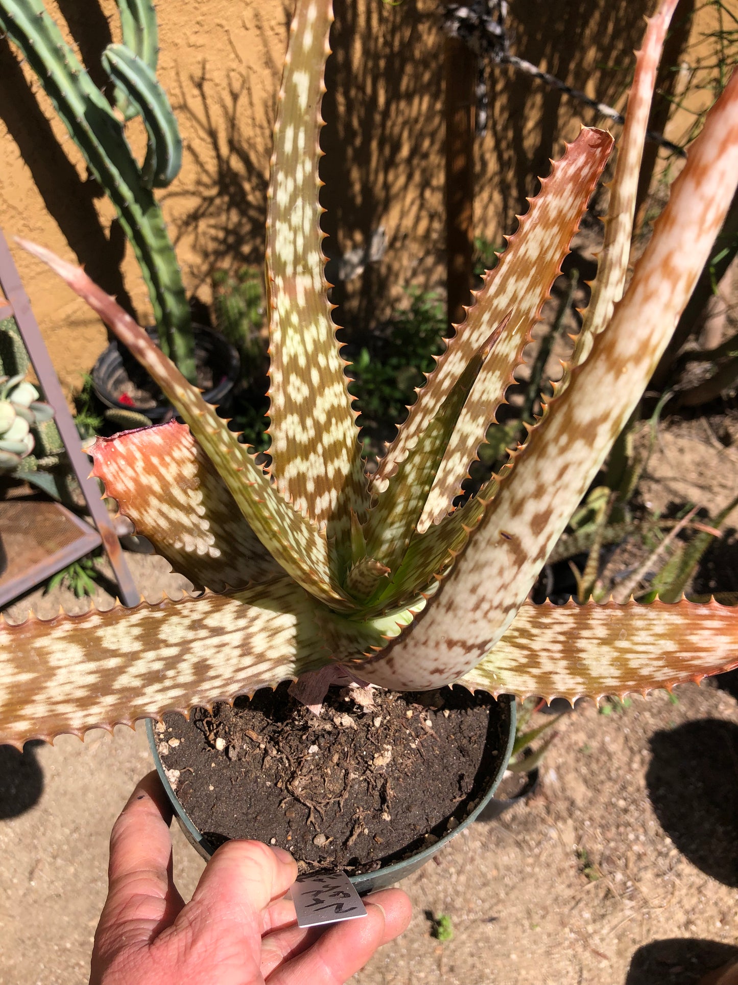 Aloe~ Tiger Stripe Aloe Hybrid 11" Tall #112W
