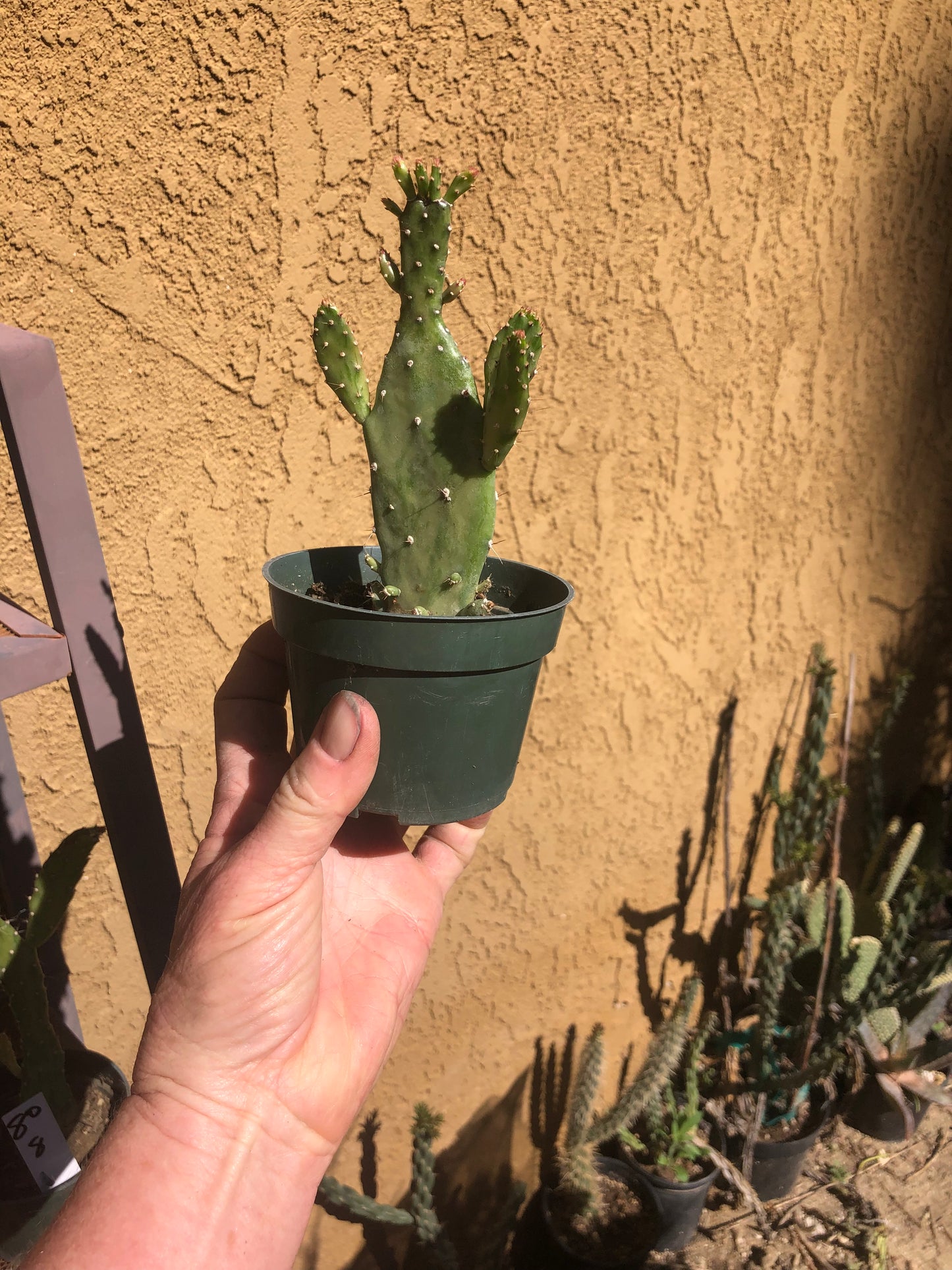 Opuntia monacantha  "Joseph's Coat" Cactus 5.5"Tall #50B