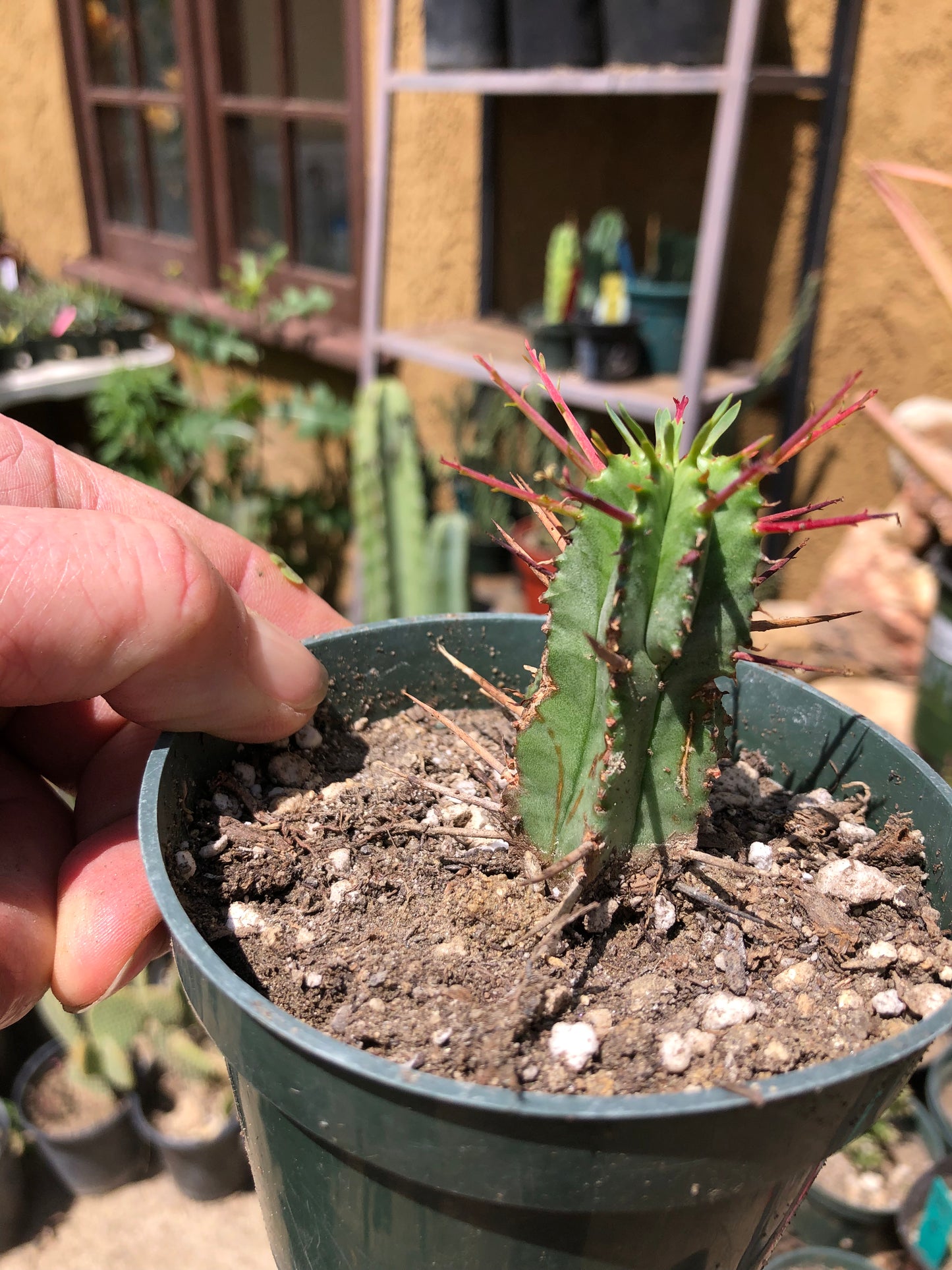 Euphorbia Horrida Noorsveldensis 2.5" Tall #25P