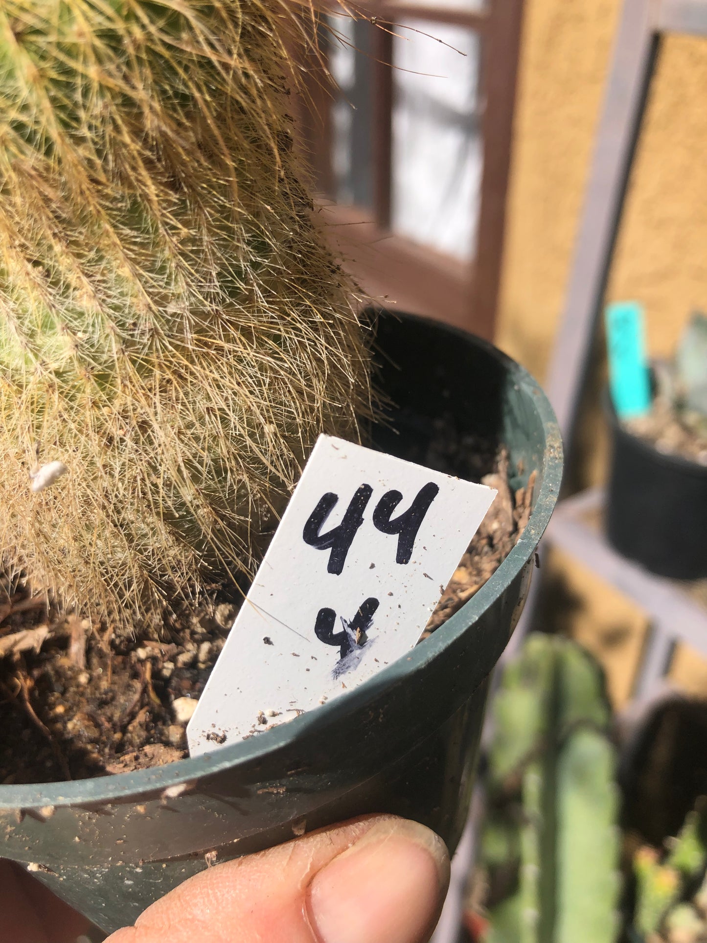 Notocactus leninghausii 4"Tall Cactus #44W