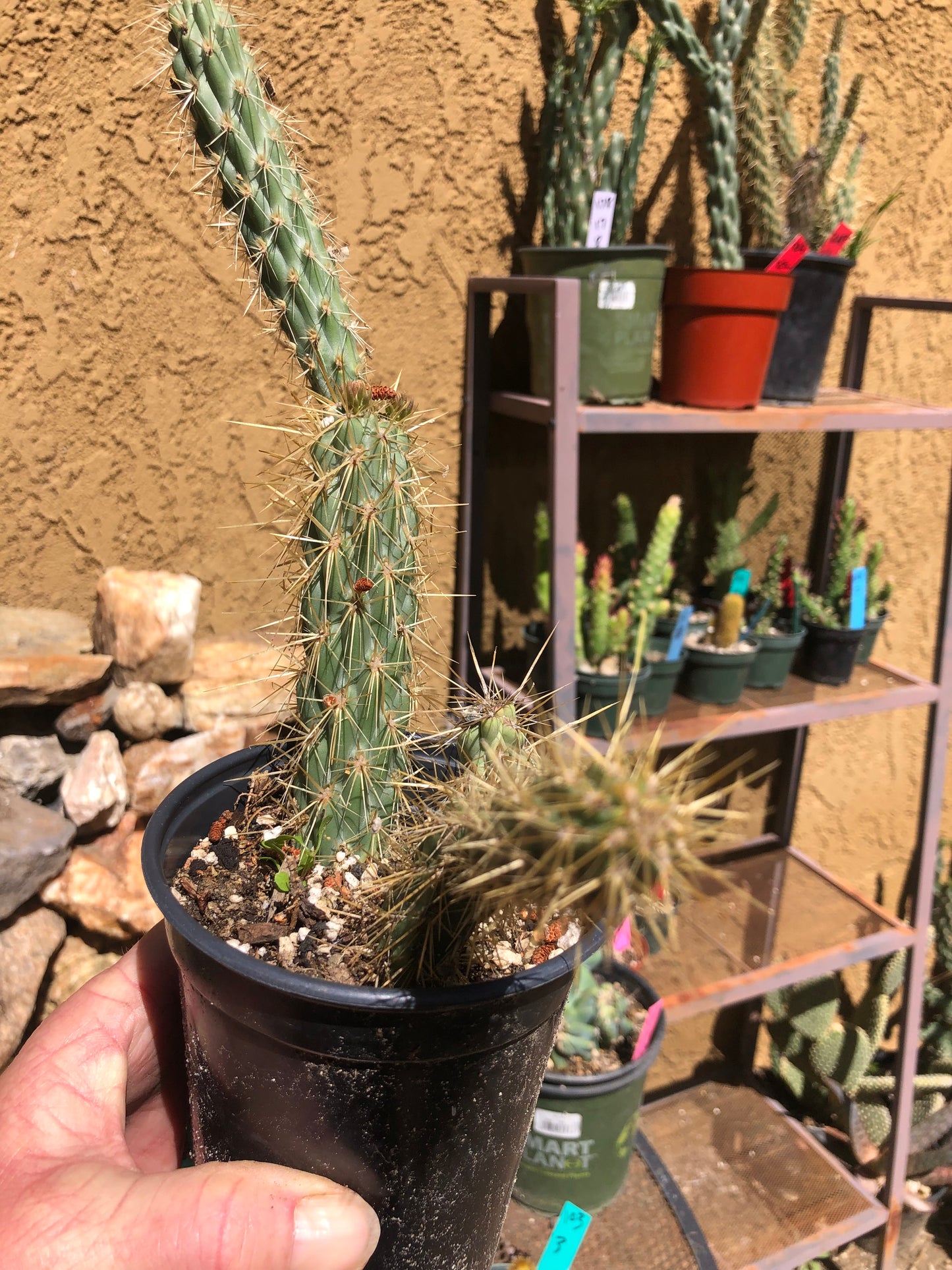 Cholla Cylindropuntia Imbricata Buckhorn 9”Tall #99G