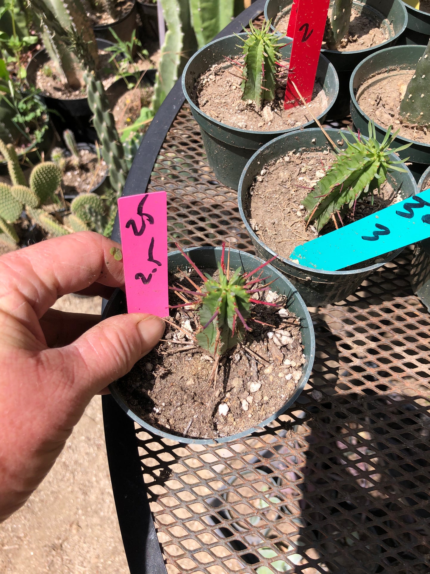 Euphorbia Horrida Noorsveldensis 2.5" Tall #25P