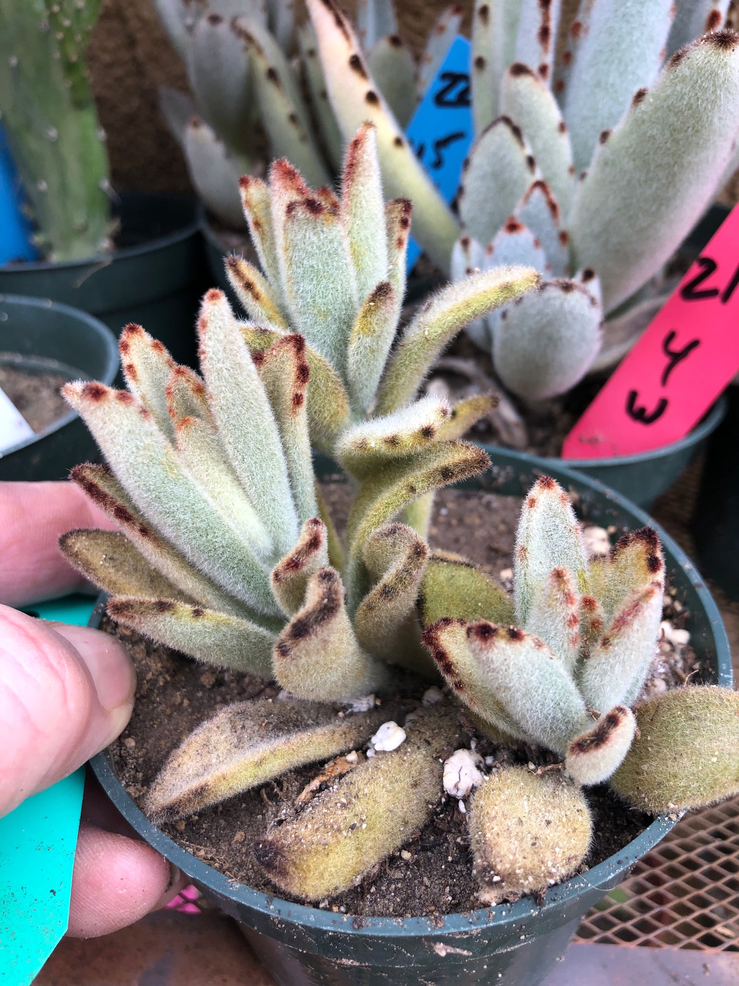 Kalanchoe tomentosa Chocolate Panda Succulent Plant 3"Wide 220G