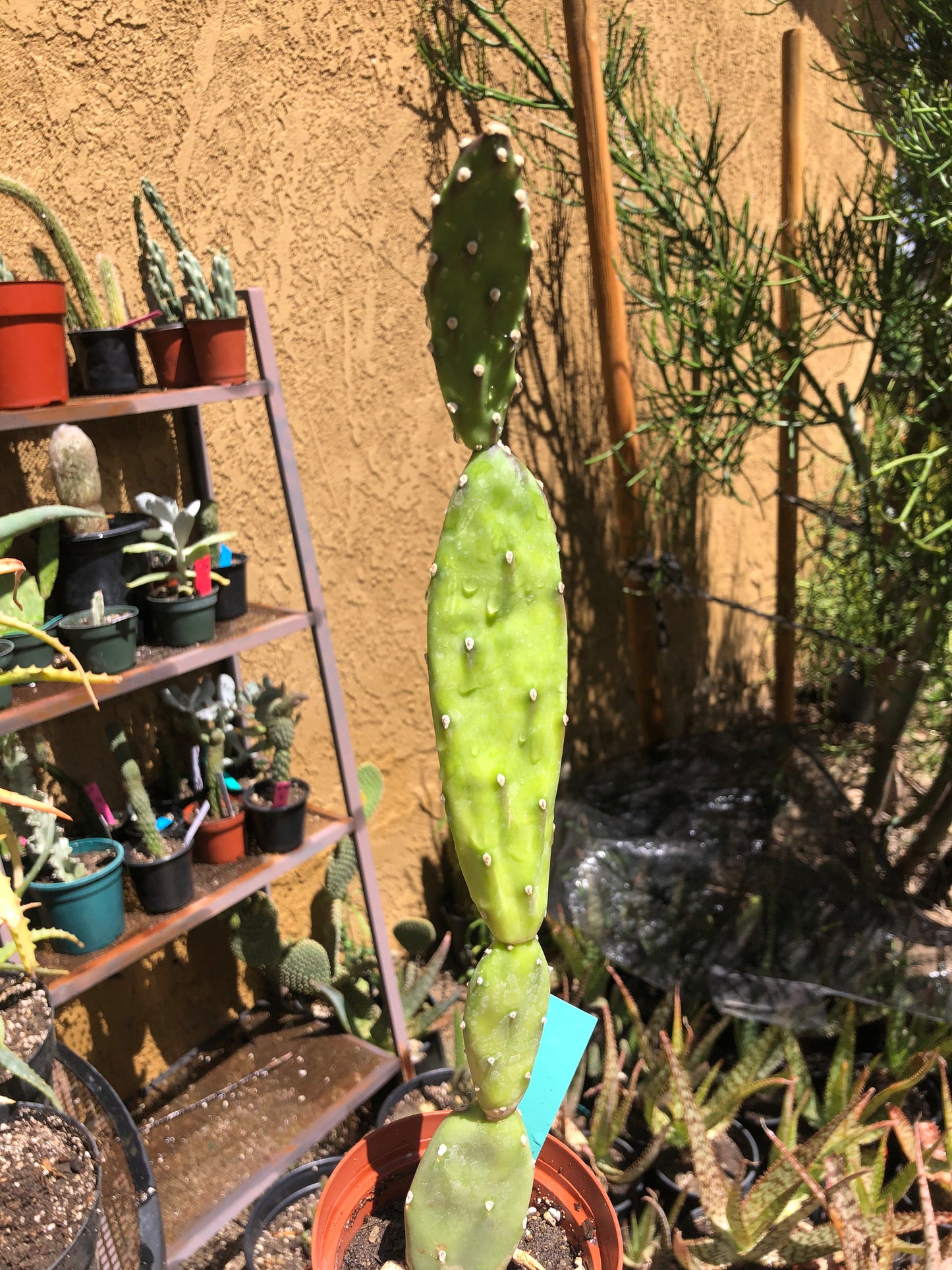 Opuntia canterae elata Ground Crawler 14"Tall #9G