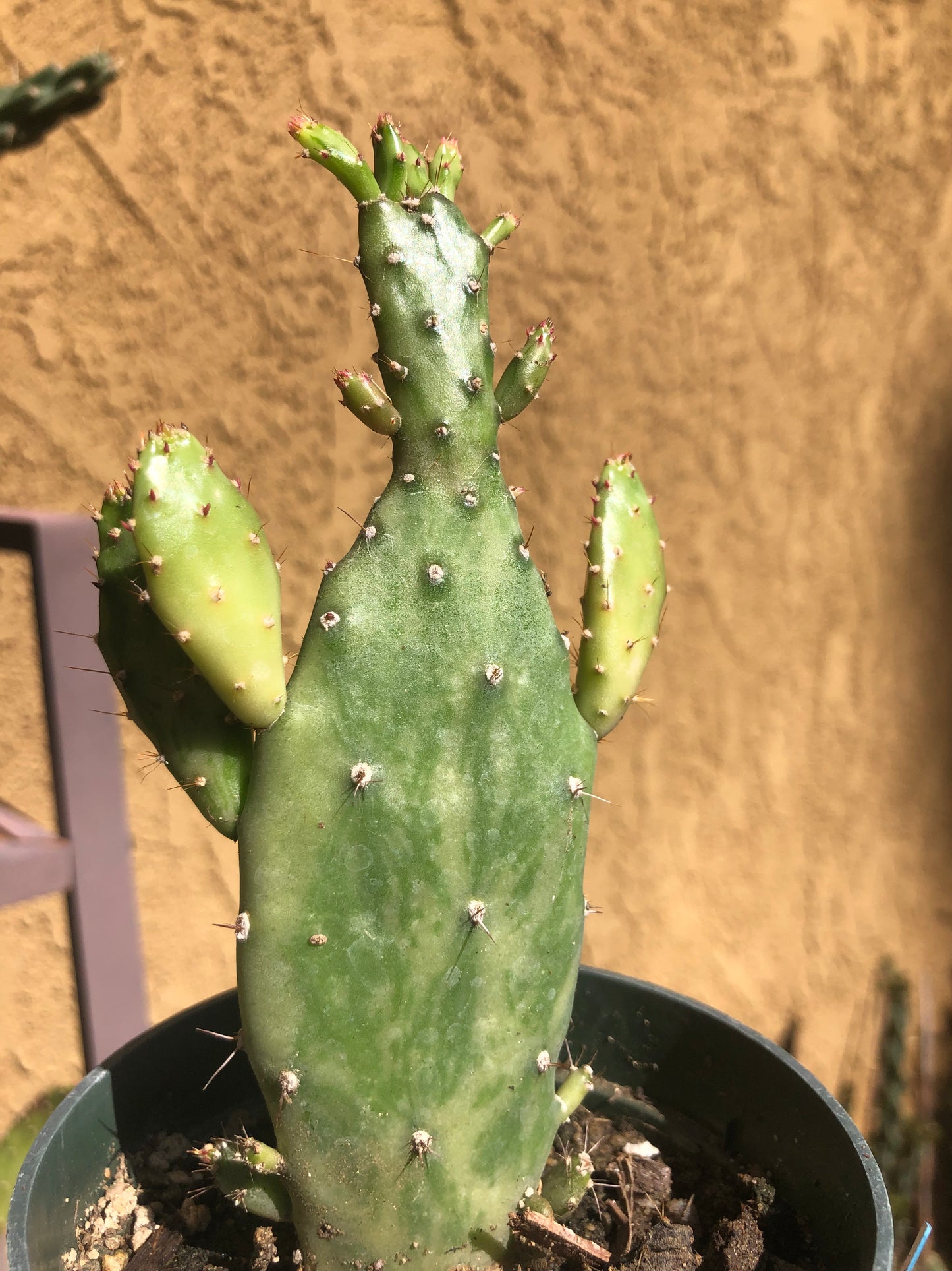 Opuntia monacantha  "Joseph's Coat" Cactus 5.5"Tall #50B