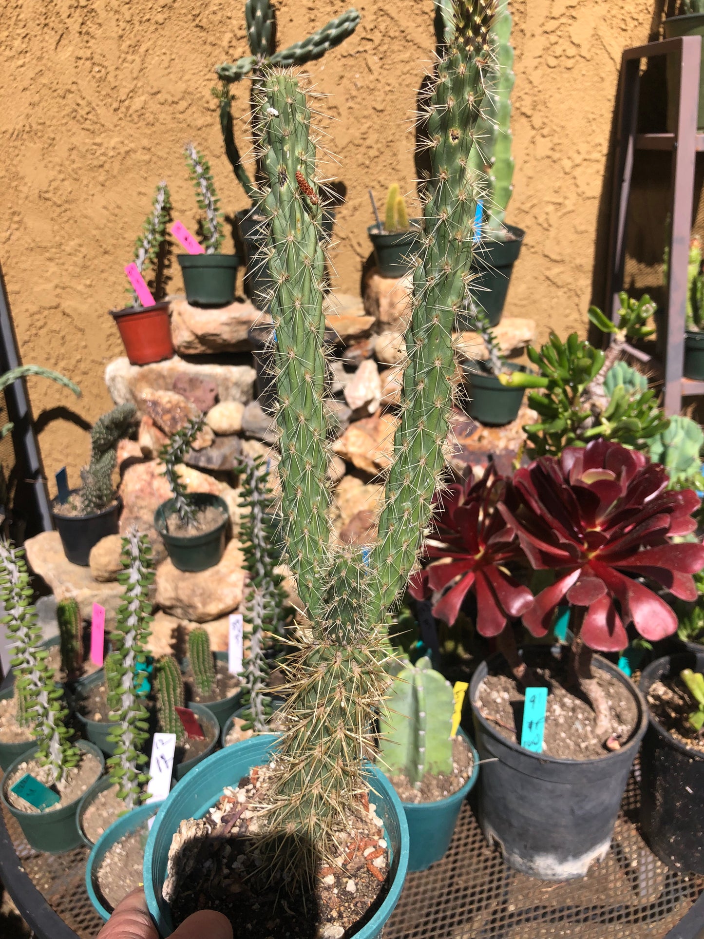 Cholla Cylindropuntia Imbricata  Buckhorn 15”Tall #15Y