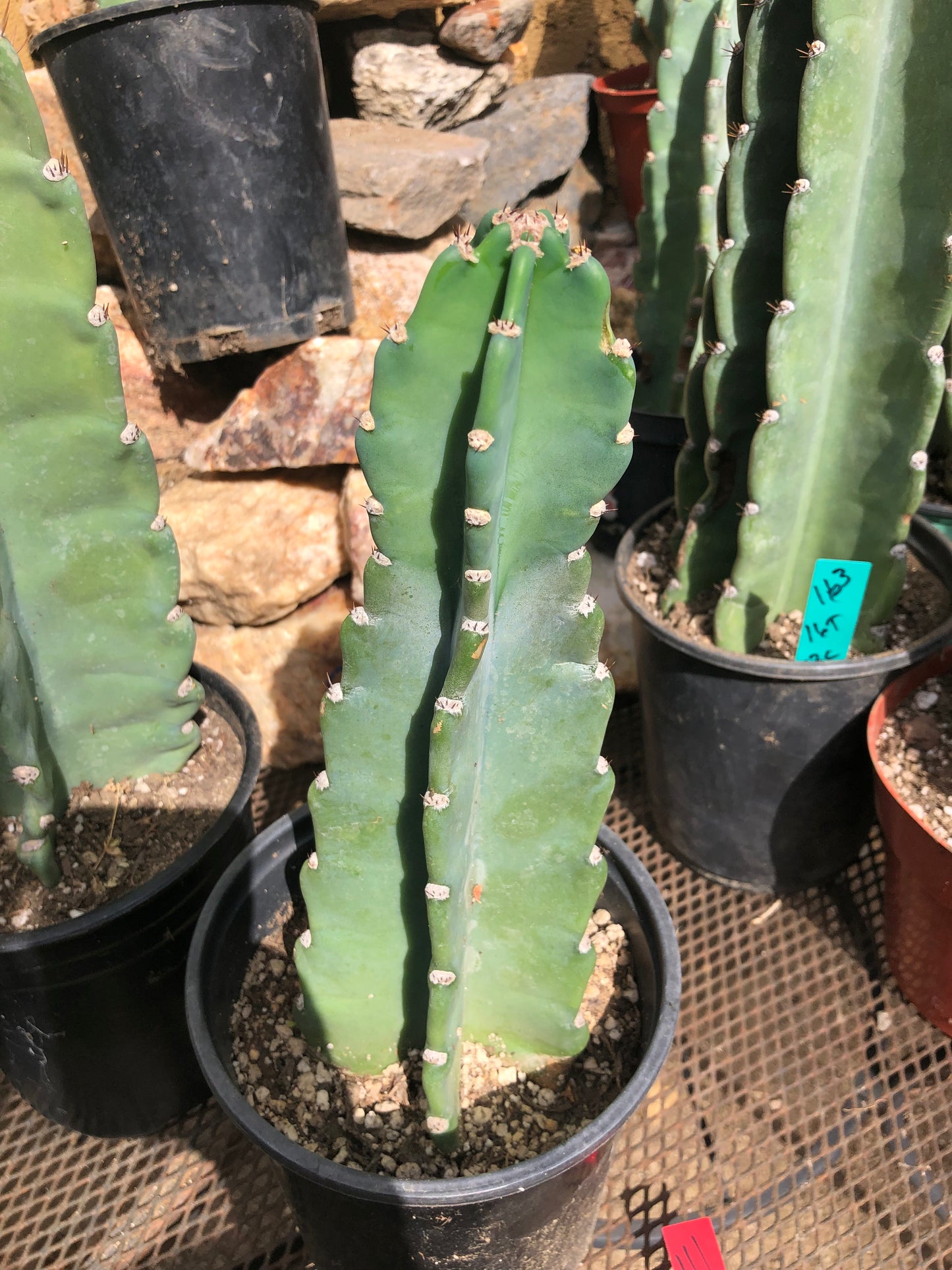 Cereus Peruvianus Night Blooming 11”Tall #111R
