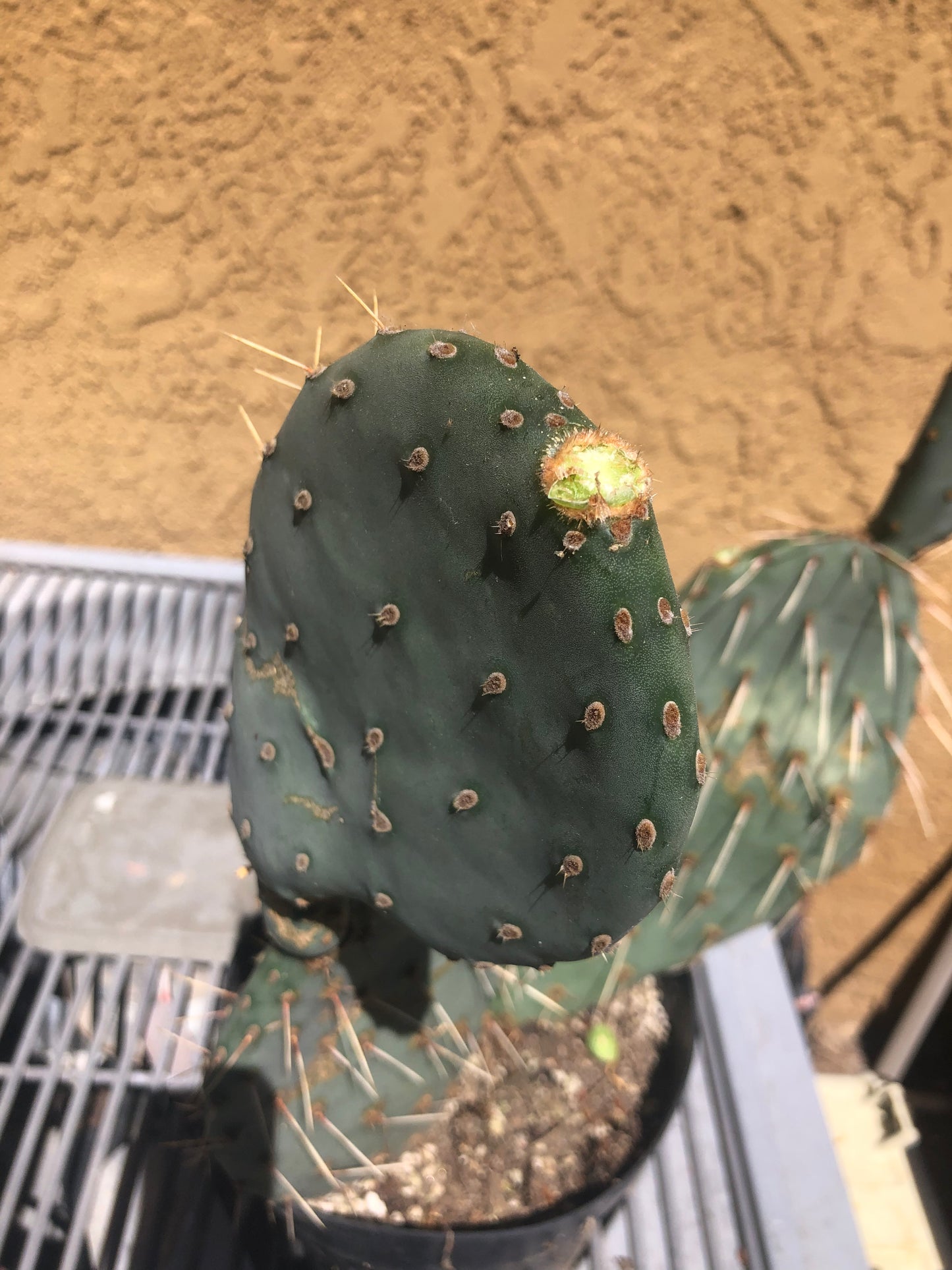 Opuntia engelmannii "Texas Prickly Pear" 20"Tall 13"Wide #203R