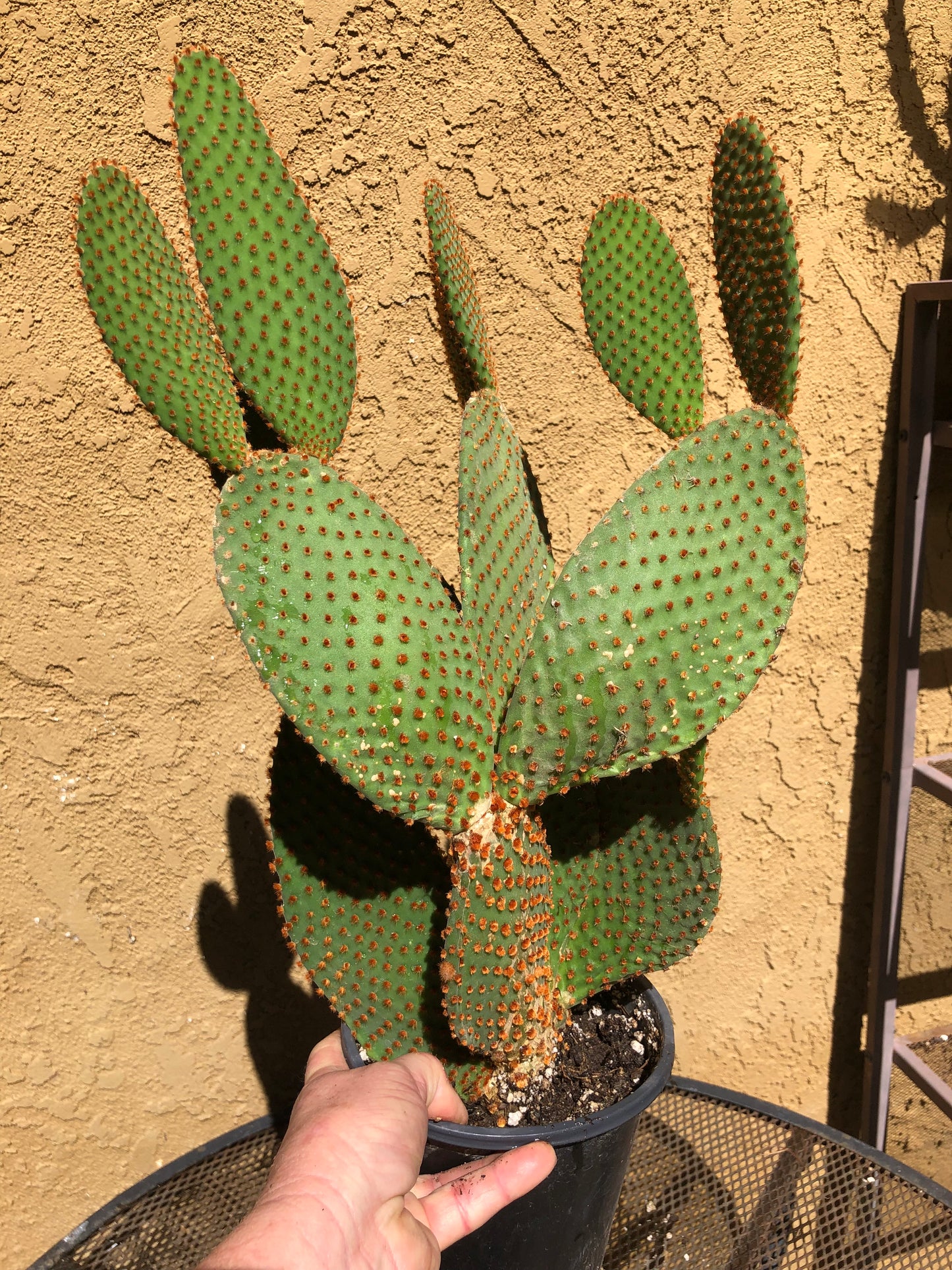 Opuntia microdasys Cinnamon Bunny Ears 18"Tall #180W