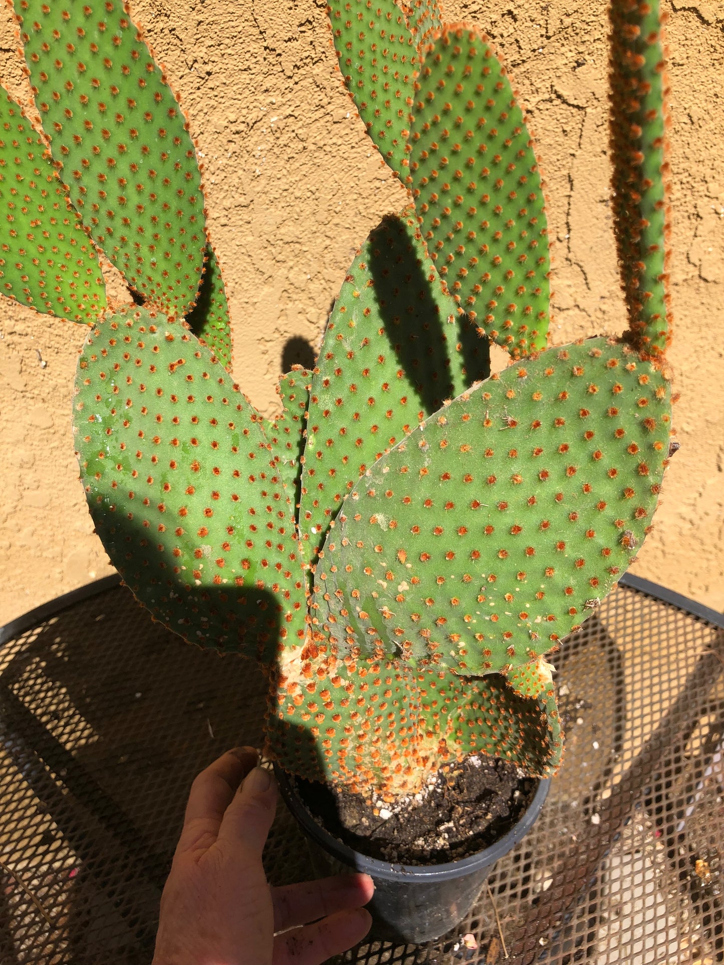 Opuntia microdasys Cinnamon Bunny Ears 18"Tall #180W