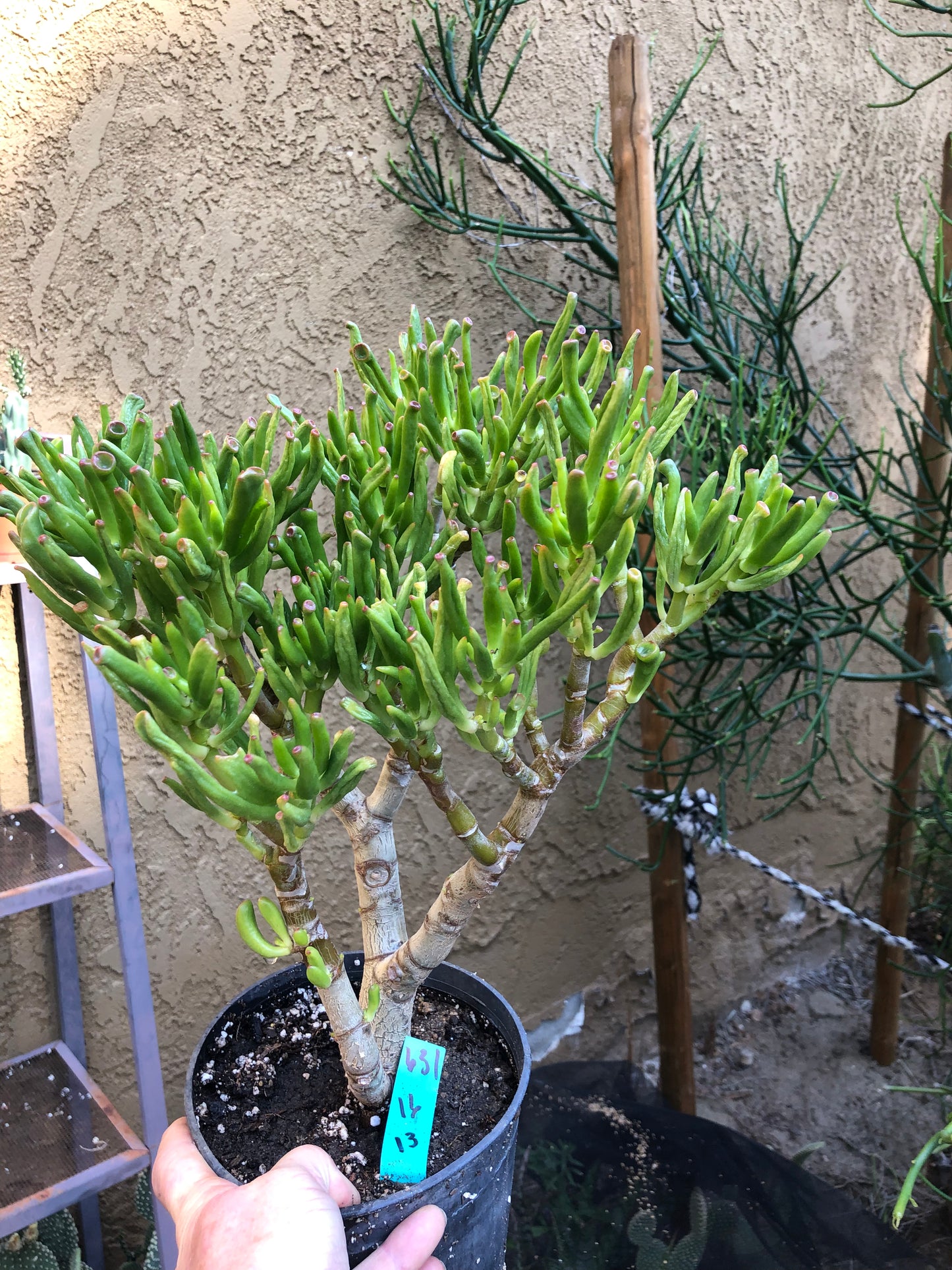 Crassula Gollum Jade Succulent Bonsai Style Living Plant 16”Tall #631G