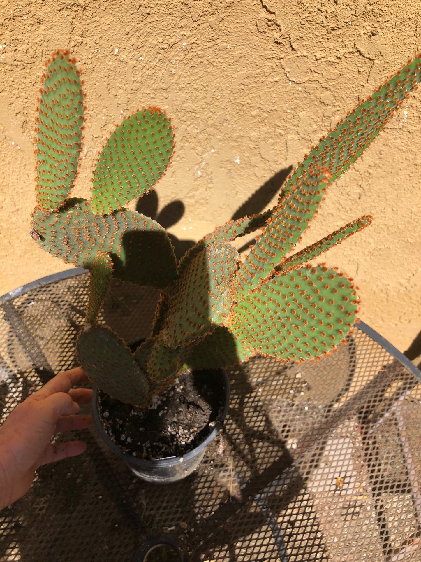 Opuntia microdasys Cinnamon Bunny Ears 18"Tall #180W