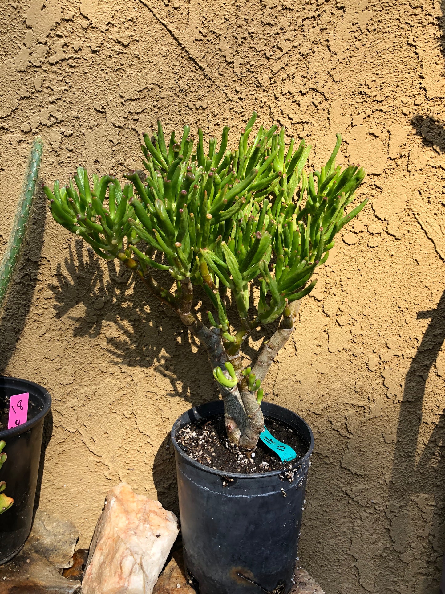 Crassula Gollum Jade Succulent Bonsai Style Living Plant 16”Tall #631G