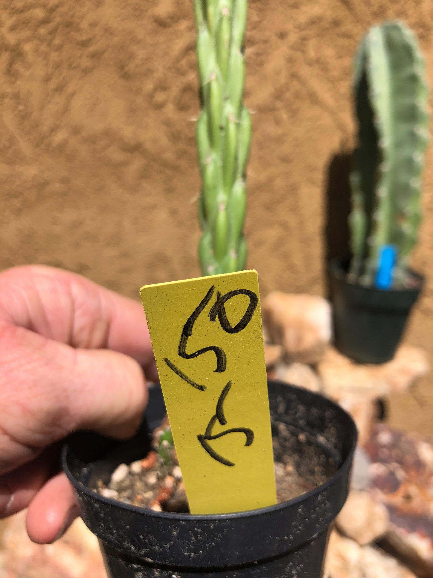 Cholla Cylindropuntia Imbricata  Buckhorn 15”Tall #150Y