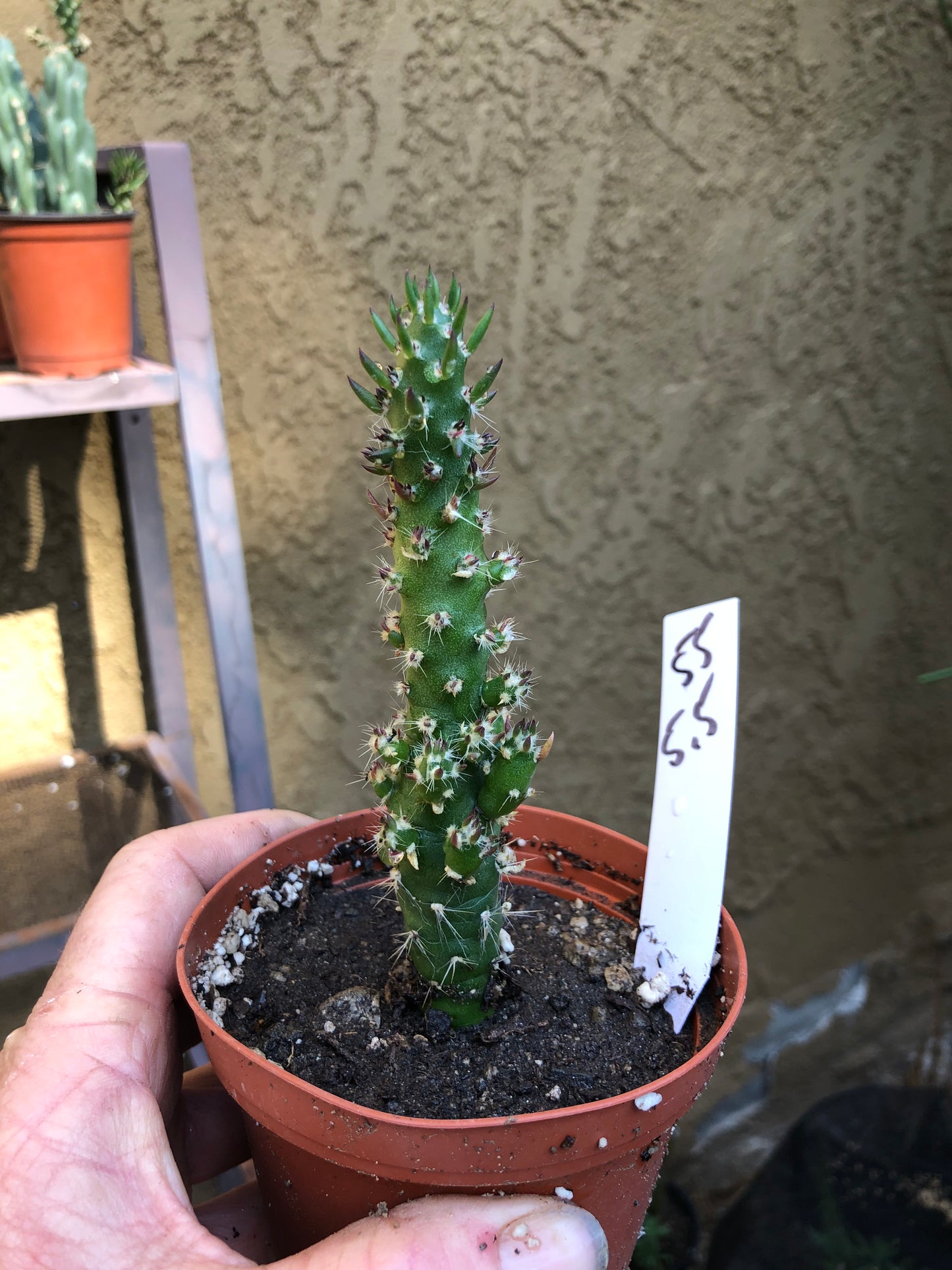 Austrocylindropuntia Cactus Gumbi Mini Eve's Needle 5.5"Tall #55W