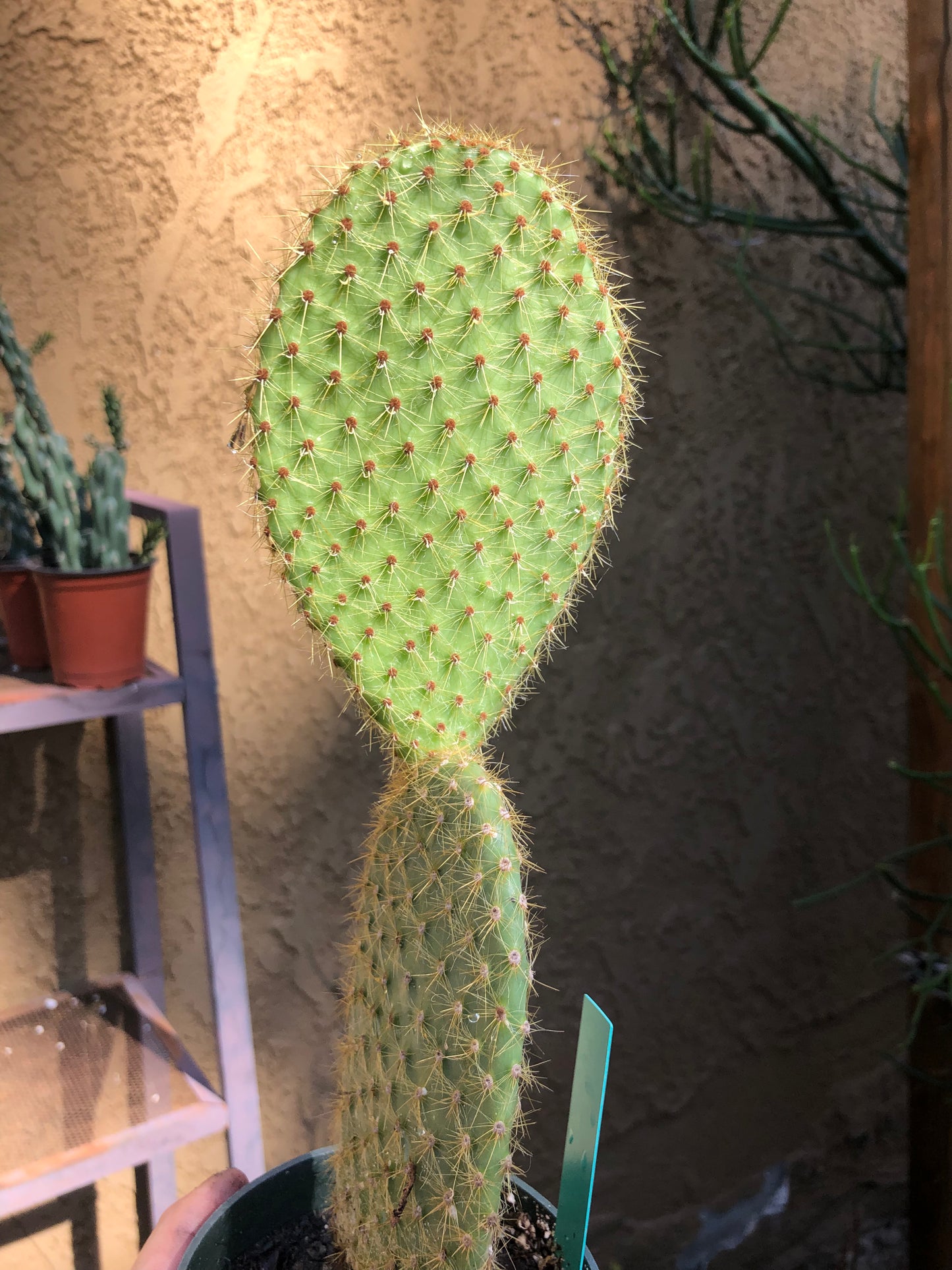 Opuntia Scheerii "Prickly Pear" 6"Tall #6G
