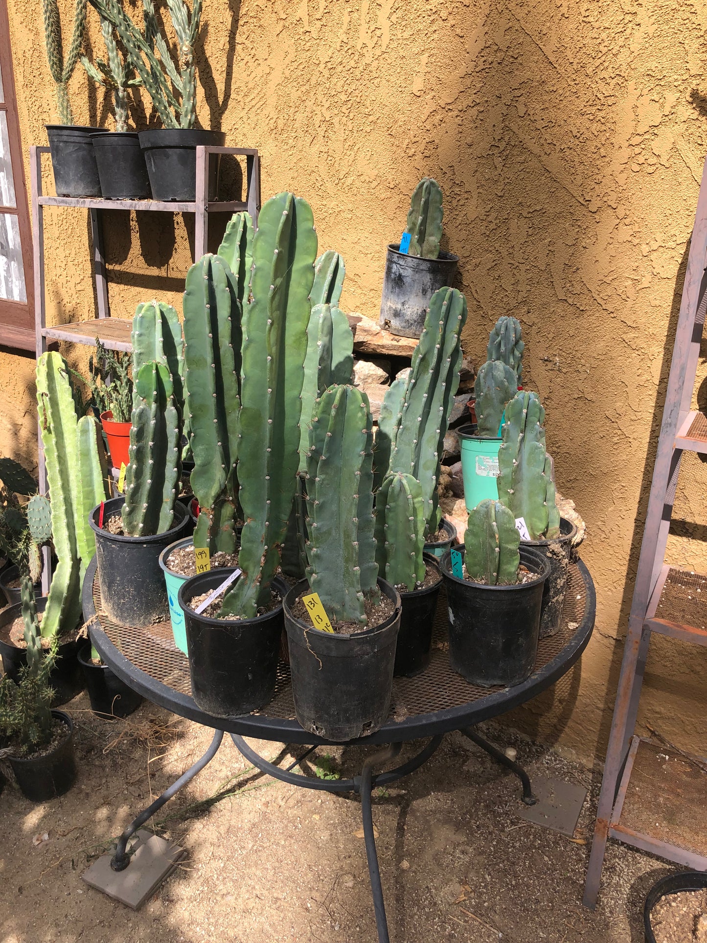 Cereus Peruvianus Night Blooming 11”Tall #111R