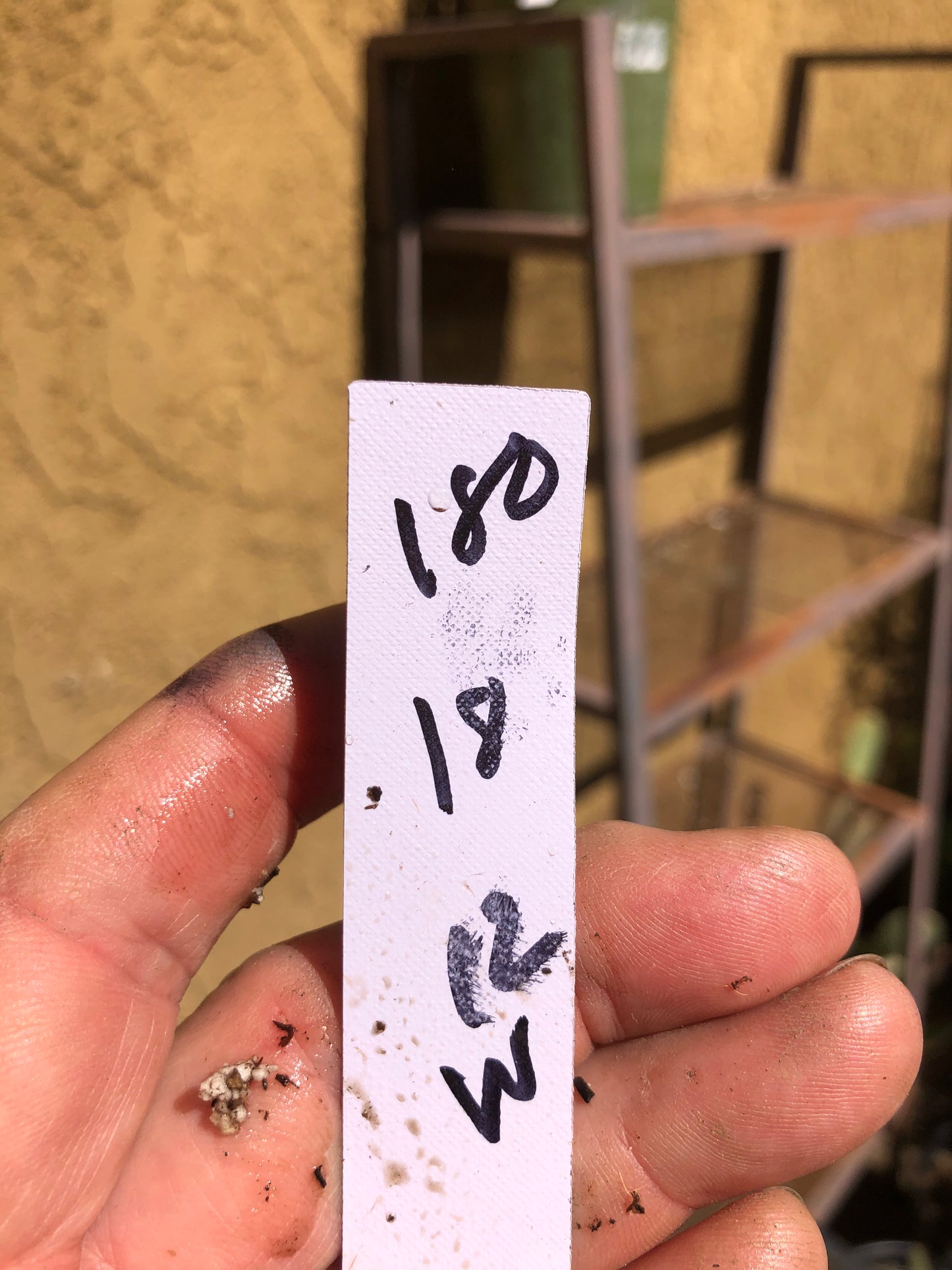 Opuntia microdasys Cinnamon Bunny Ears 18"Tall #180W