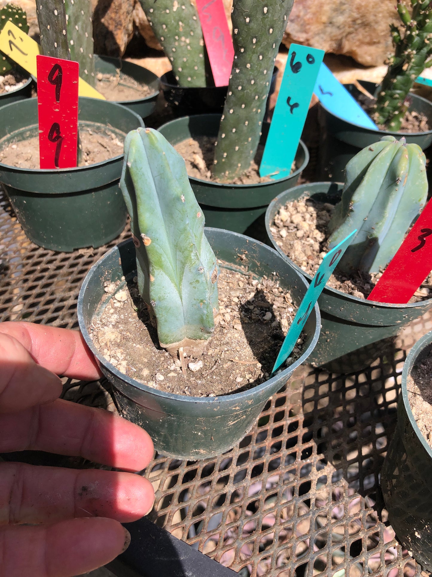 Myrtillocactus geometrizans Blue Myrtle Cactus 4"Tall #60G