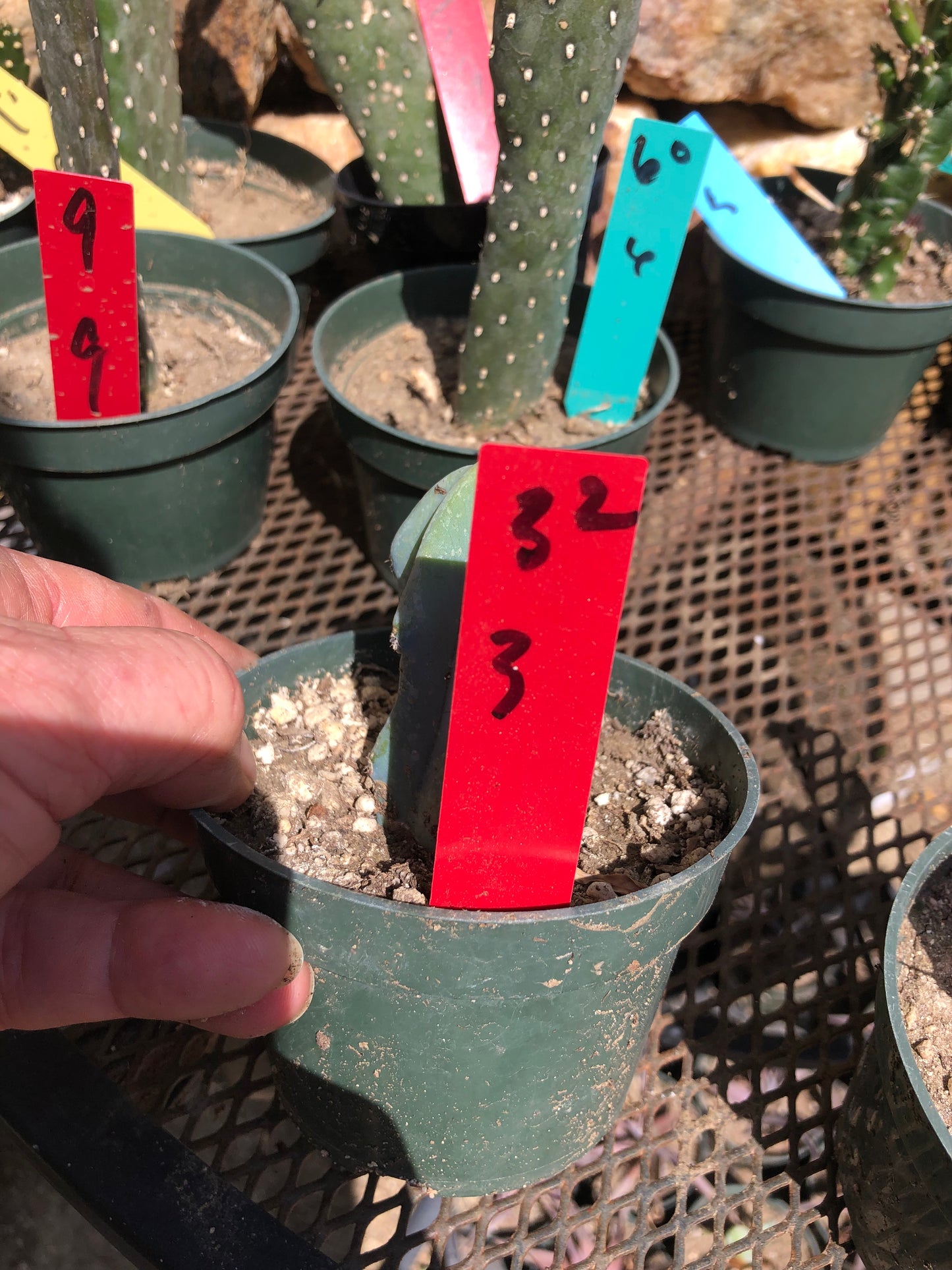 Myrtillocactus geometrizans Blue Myrtle Cactus 3"Tall #32R