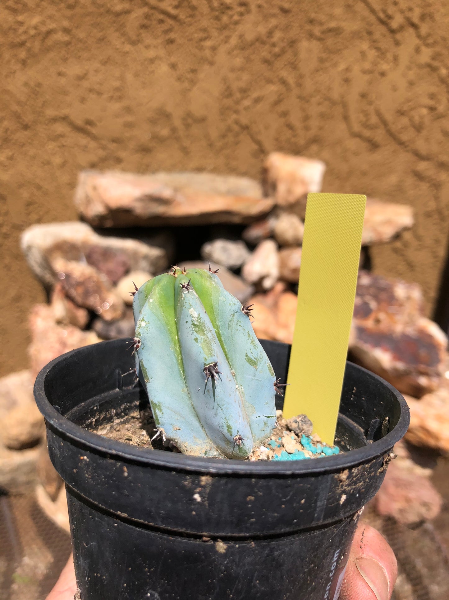 Myrtillocactus geometrizans Blue Myrtle Cactus 2"Tall #205Y