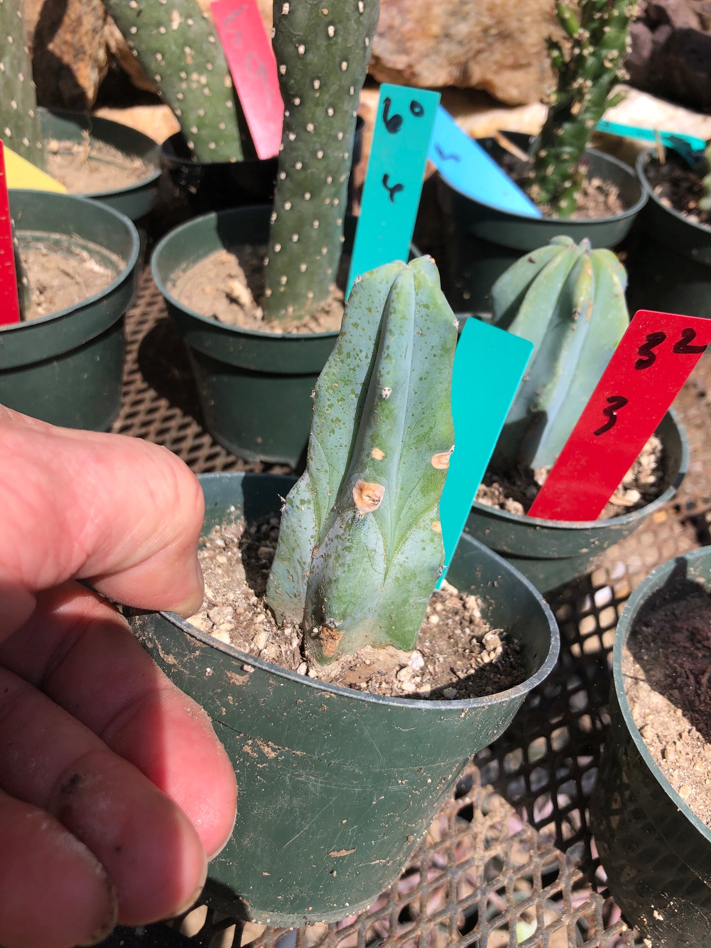 Myrtillocactus geometrizans Blue Myrtle Cactus 4"Tall #60G