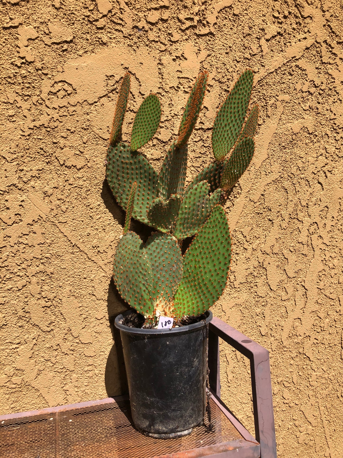 Opuntia microdasys Cinnamon Bunny Ears 18"Tall #180W
