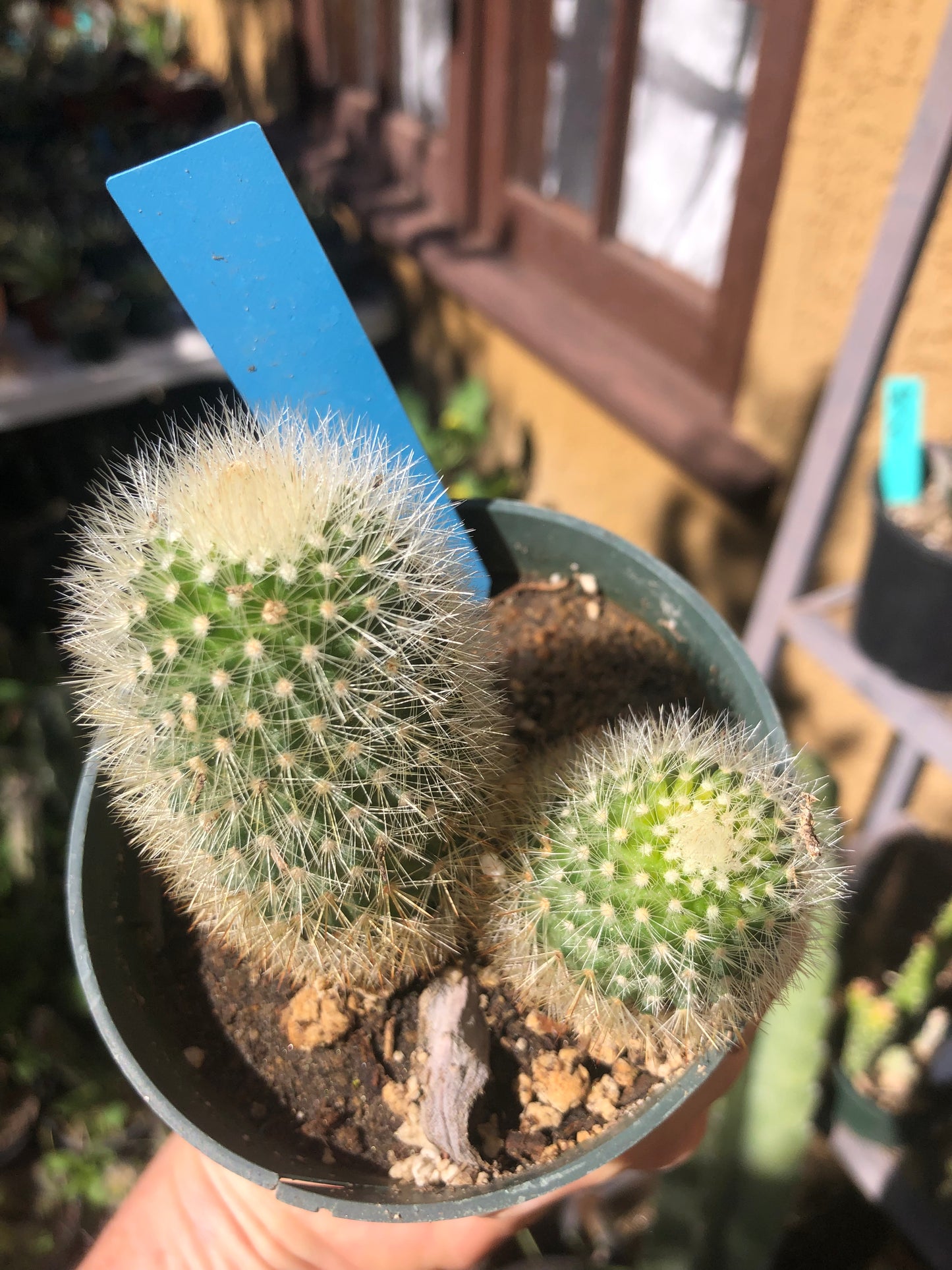 Notocactus Parodia scopa Silver Ball/Snowball Cactus 3" Tall #33B