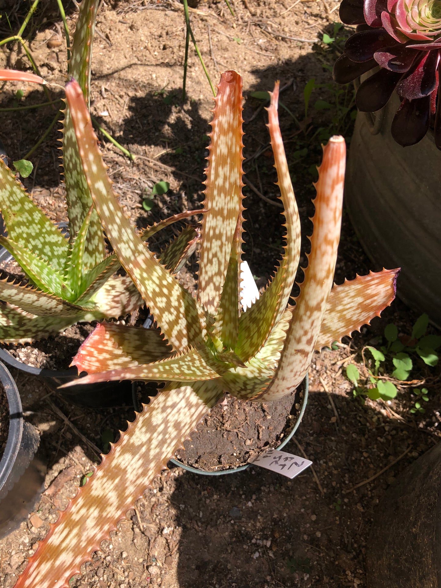 Aloe~ Tiger Stripe Aloe Hybrid 11" Tall #112W