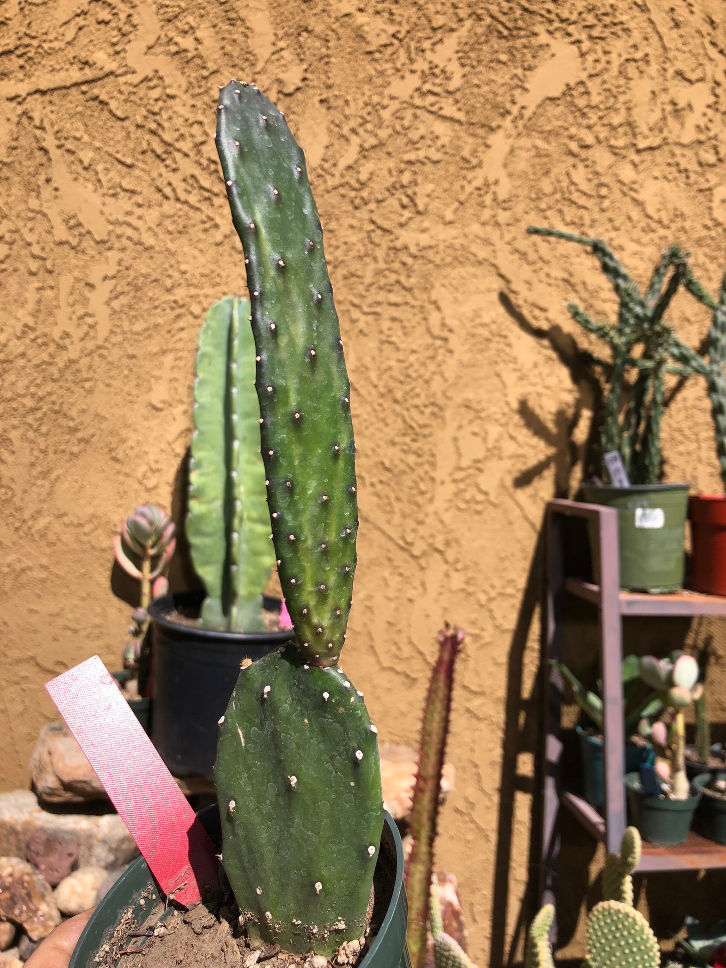 Opuntia canterae elata Cactus Ground crawler 10"Tall #101R