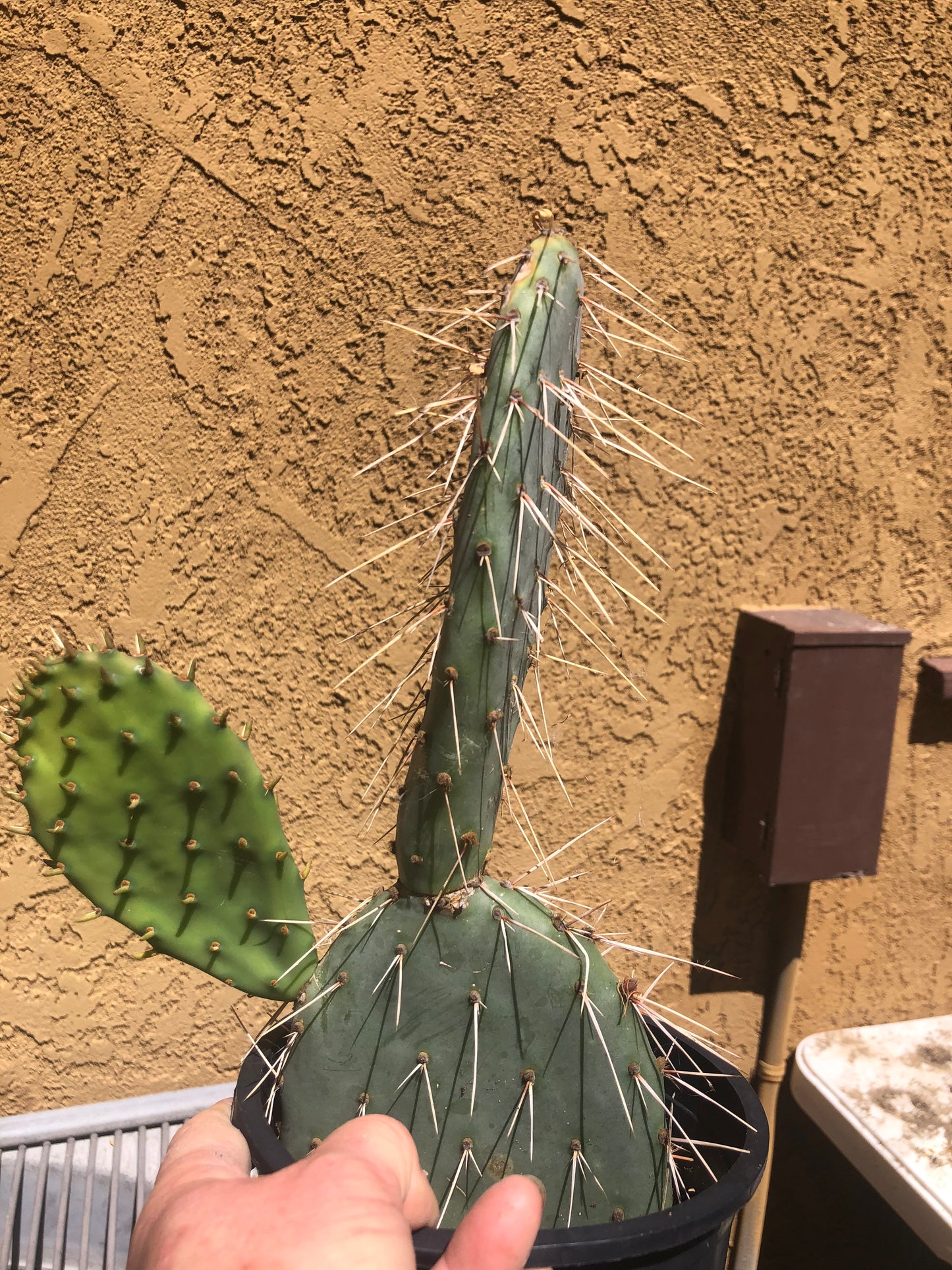 Opuntia engelmannii "White Thorned Prickly Pear" 12"Tall 8"Wide #12B