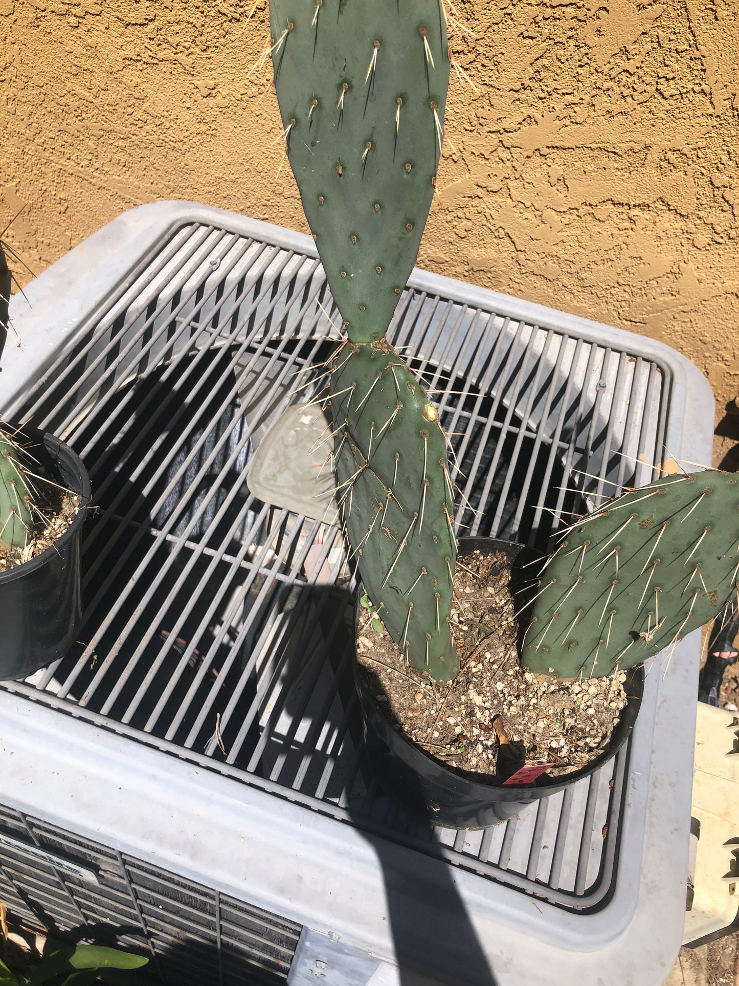 Opuntia engelmannii "Texas Prickly Pear" 20"Tall 13"Wide #203R