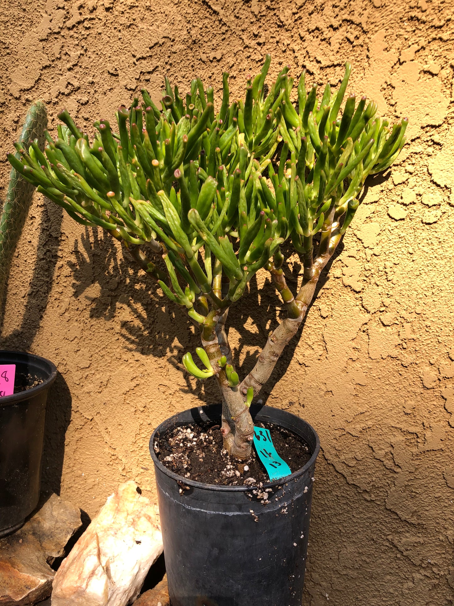 Crassula Gollum Jade Succulent Bonsai Style Living Plant 16”Tall #631G